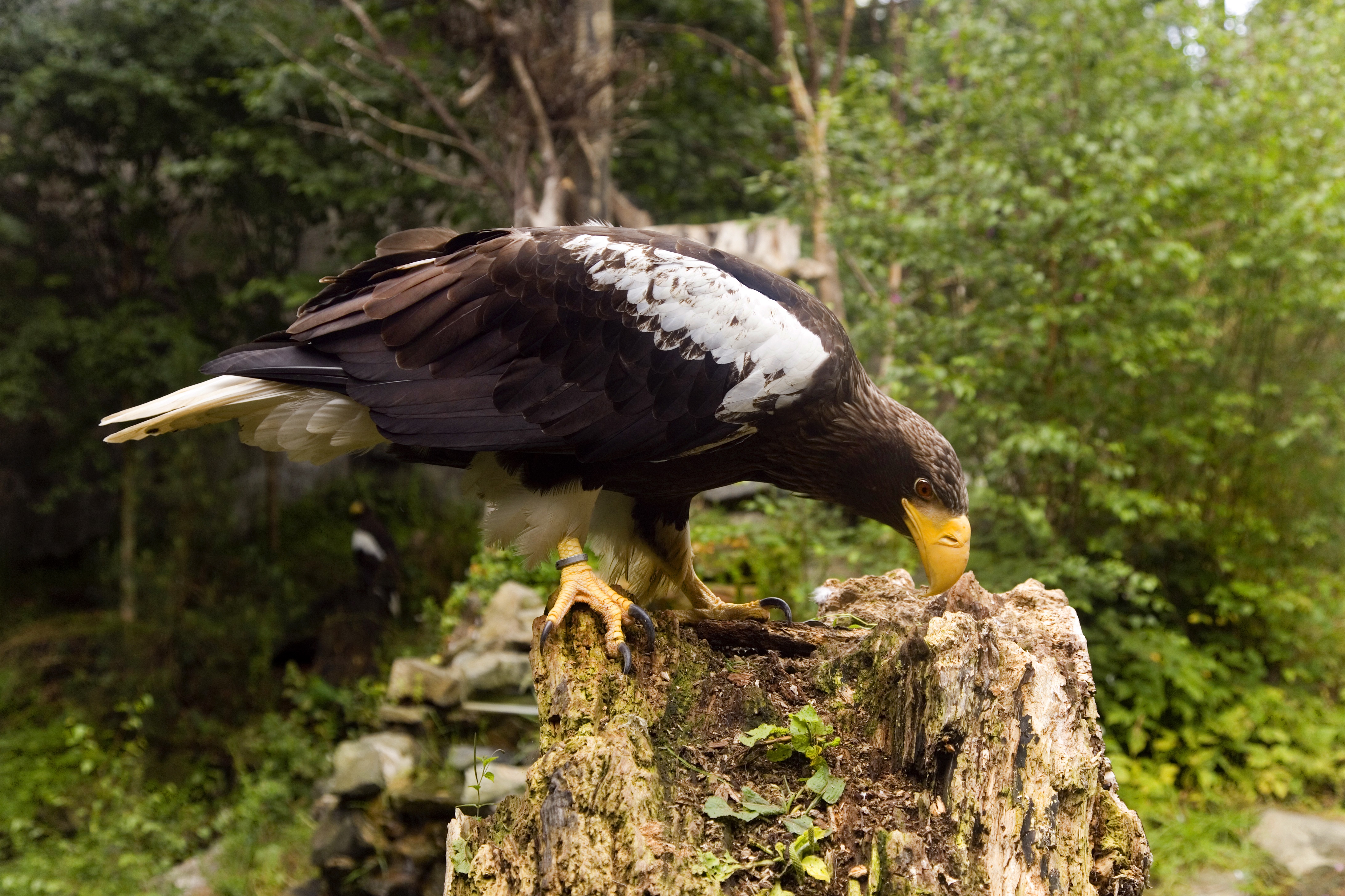 Descarga gratuita de fondo de pantalla para móvil de Animales, Aves, Ave.