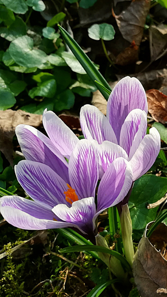 Téléchargez des papiers peints mobile Fleurs, Fleur, Crocus, Fleur Mauve, La Nature, Terre/nature gratuitement.