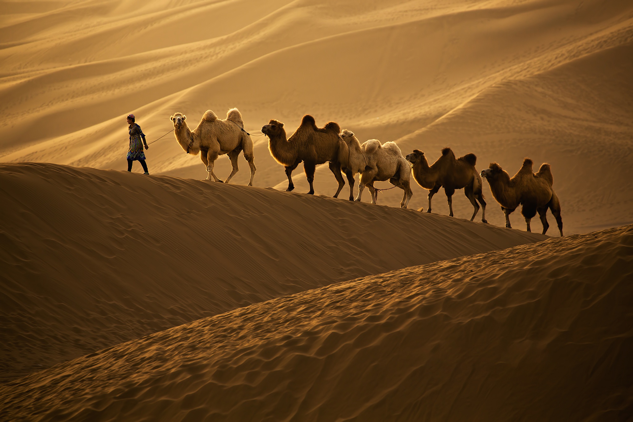 986265 baixar papel de parede fotografia, caravana, camelo, duna - protetores de tela e imagens gratuitamente