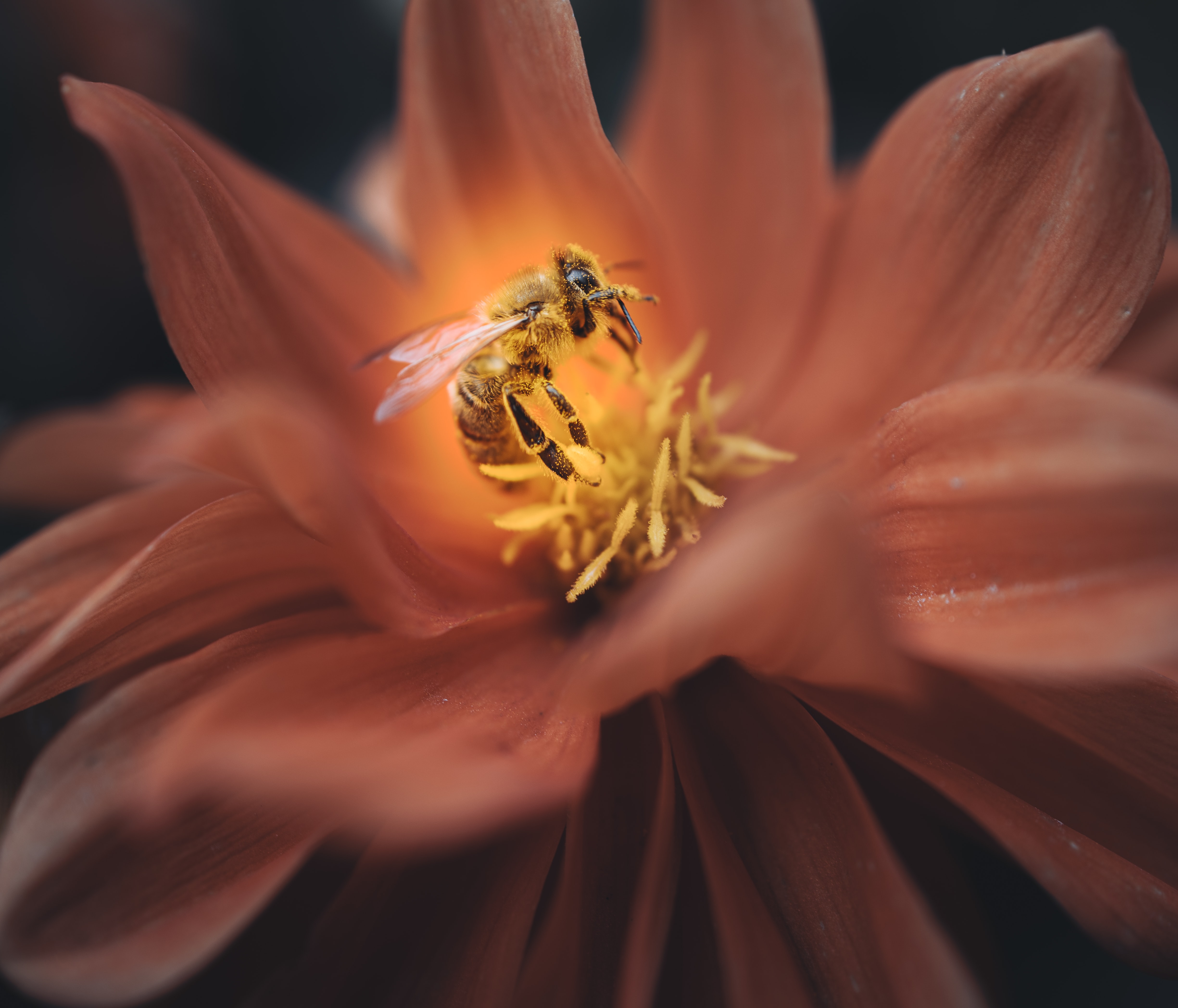 155982 télécharger l'image pétales, fleur, macro, insecte, abeille - fonds d'écran et économiseurs d'écran gratuits