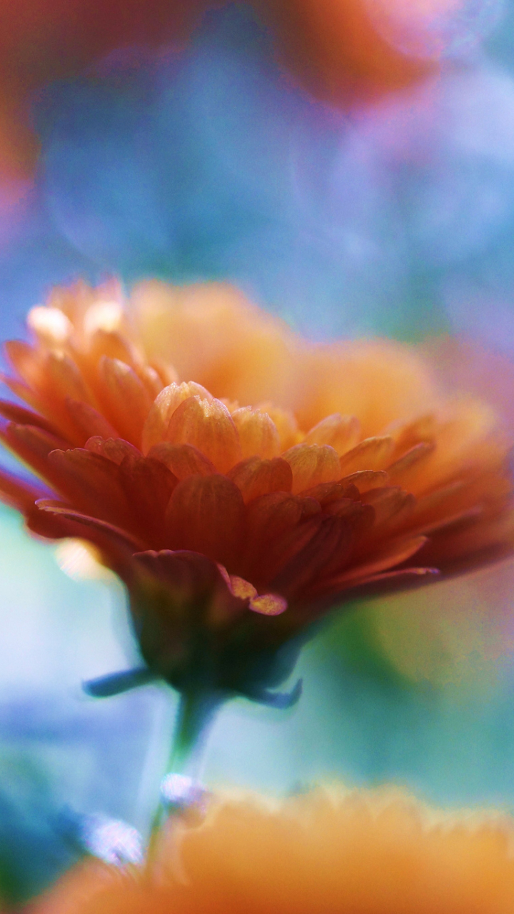 Images & Pictures  Chrysanthemum