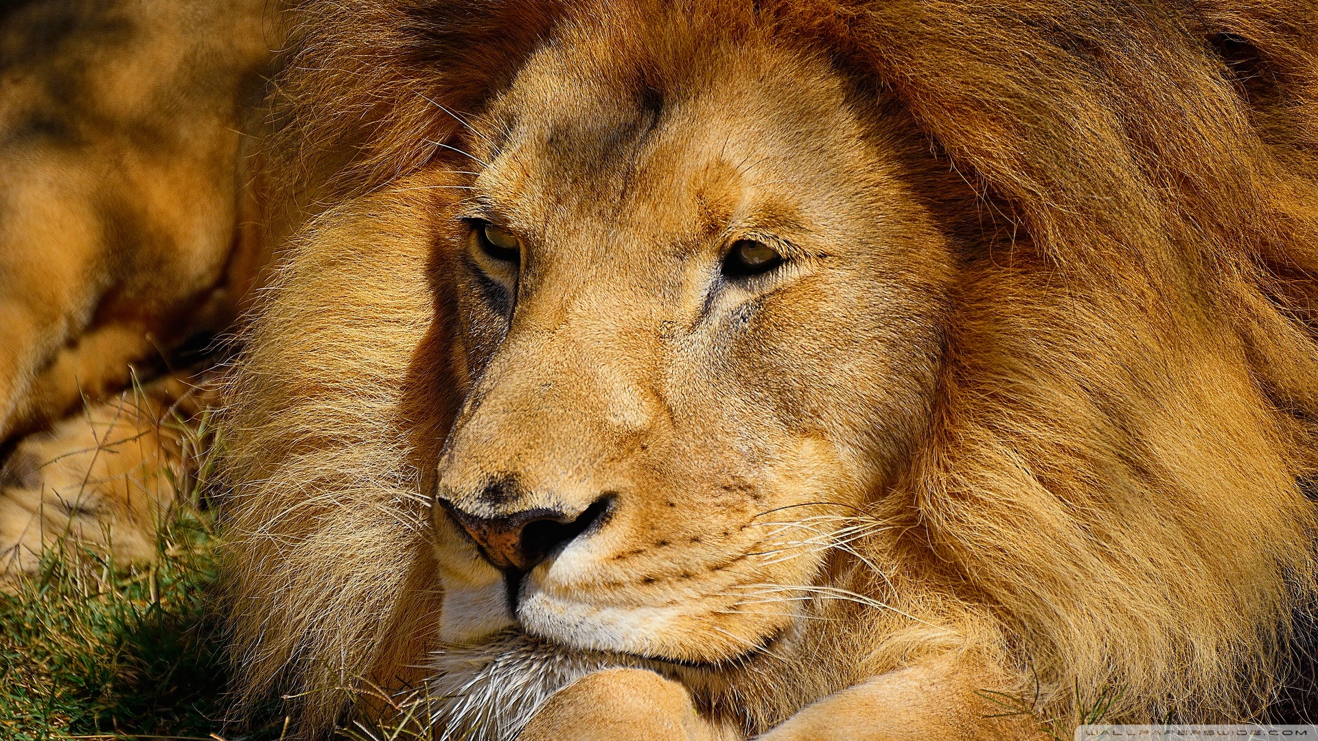 PCデスクトップに動物, ライオン, 猫画像を無料でダウンロード
