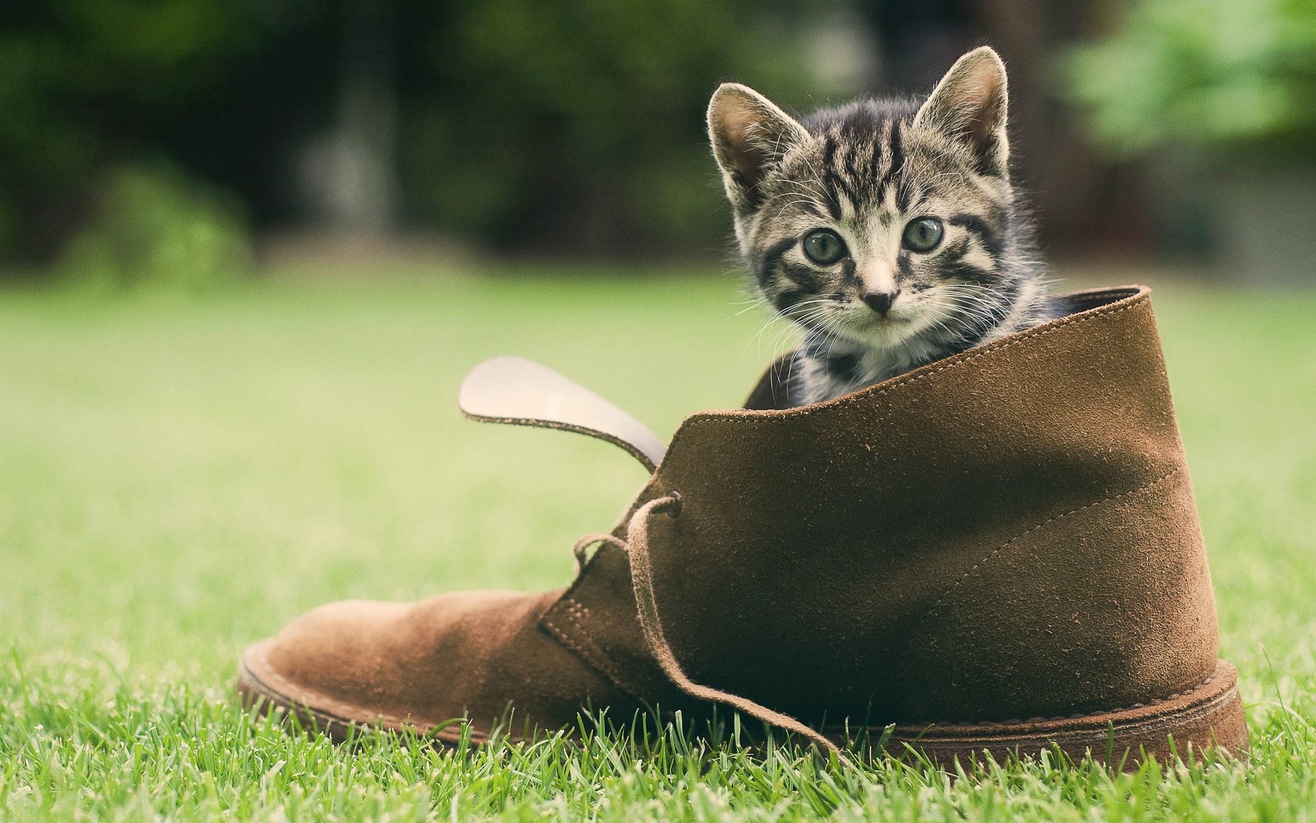 Baixe gratuitamente a imagem Animais, Gatos, Gato na área de trabalho do seu PC