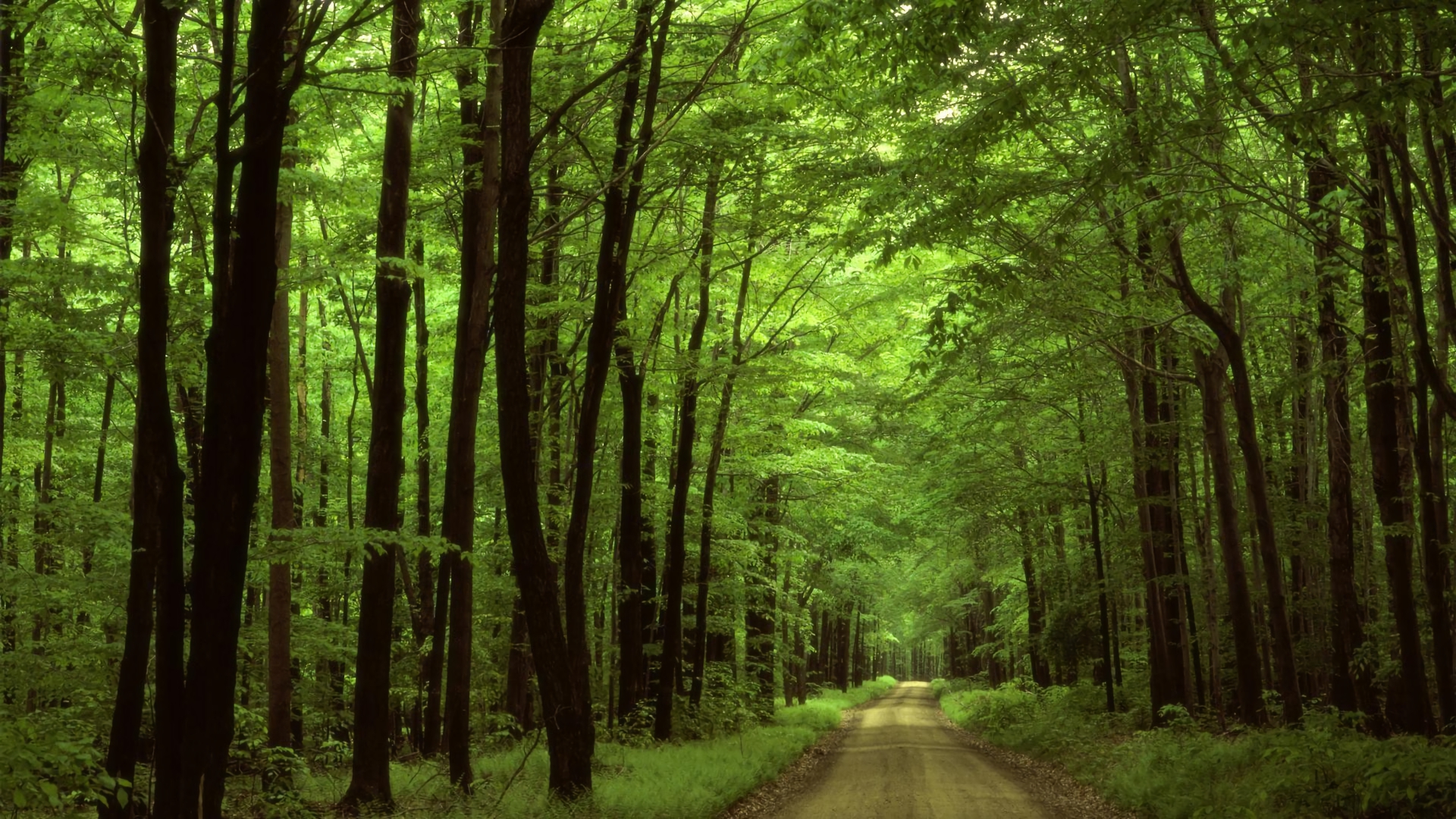 man made, road, dirt road, forest, greenery