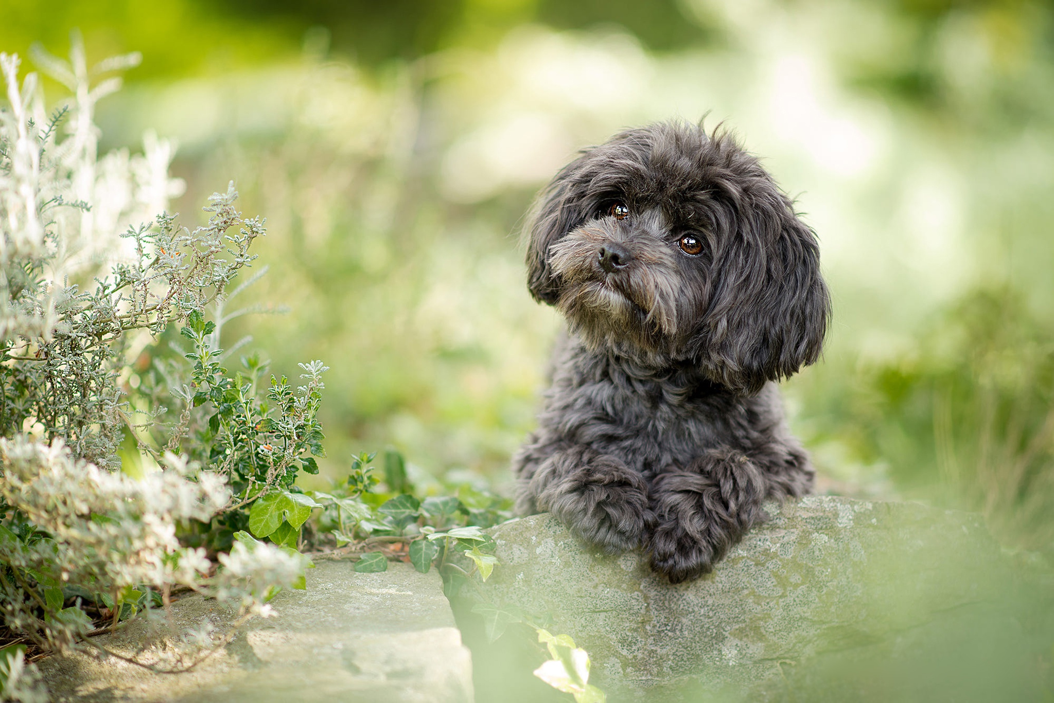 475160 descargar imagen animales, caniche, perro, perros: fondos de pantalla y protectores de pantalla gratis