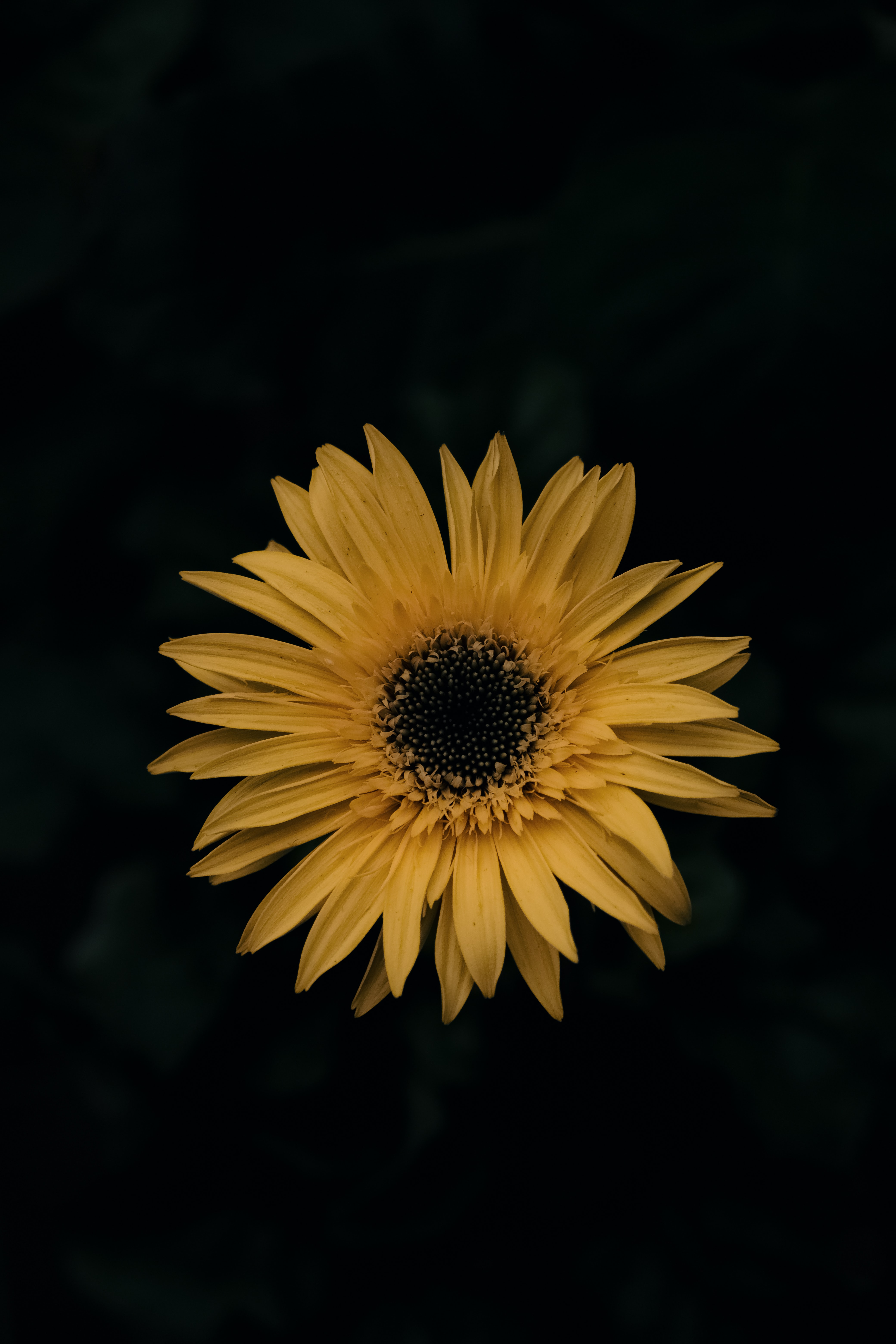 59689 descargar fondo de pantalla flores, amarillo, flor, gerbera: protectores de pantalla e imágenes gratis
