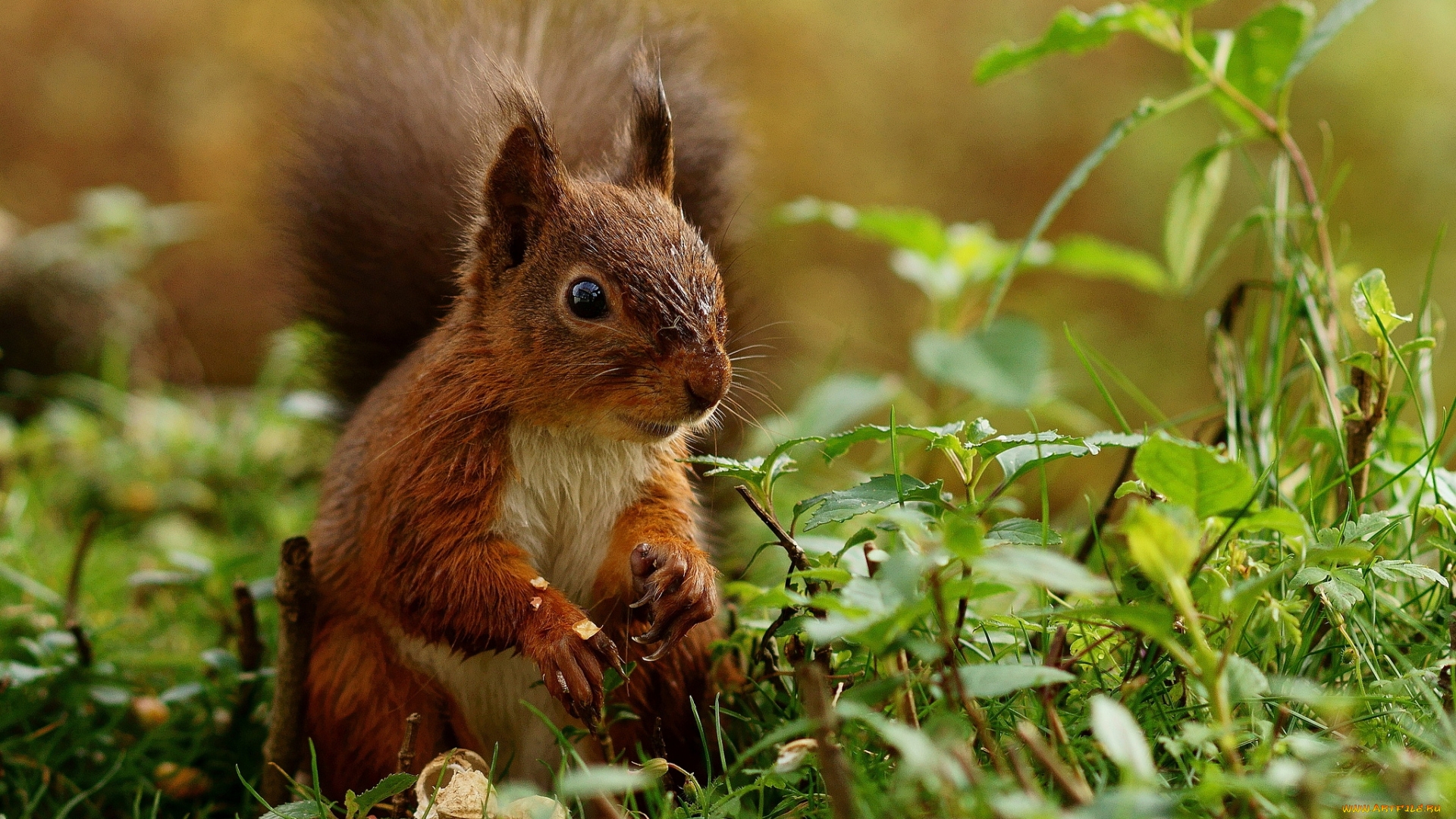 Laden Sie das Tiere, Eichhörnchen-Bild kostenlos auf Ihren PC-Desktop herunter