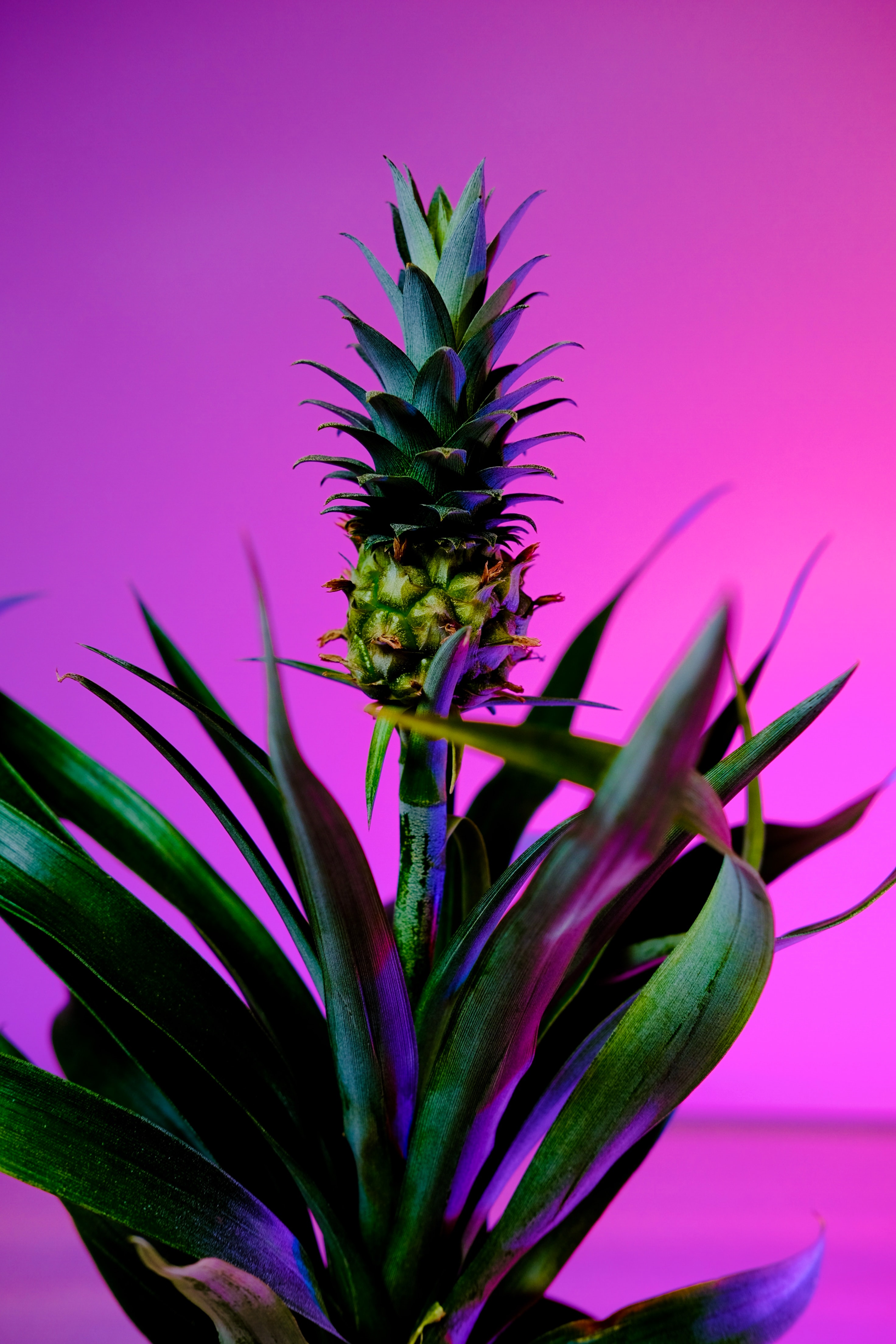 Free download wallpaper Pineapple, Food, Plant, Fruit, Background on your PC desktop