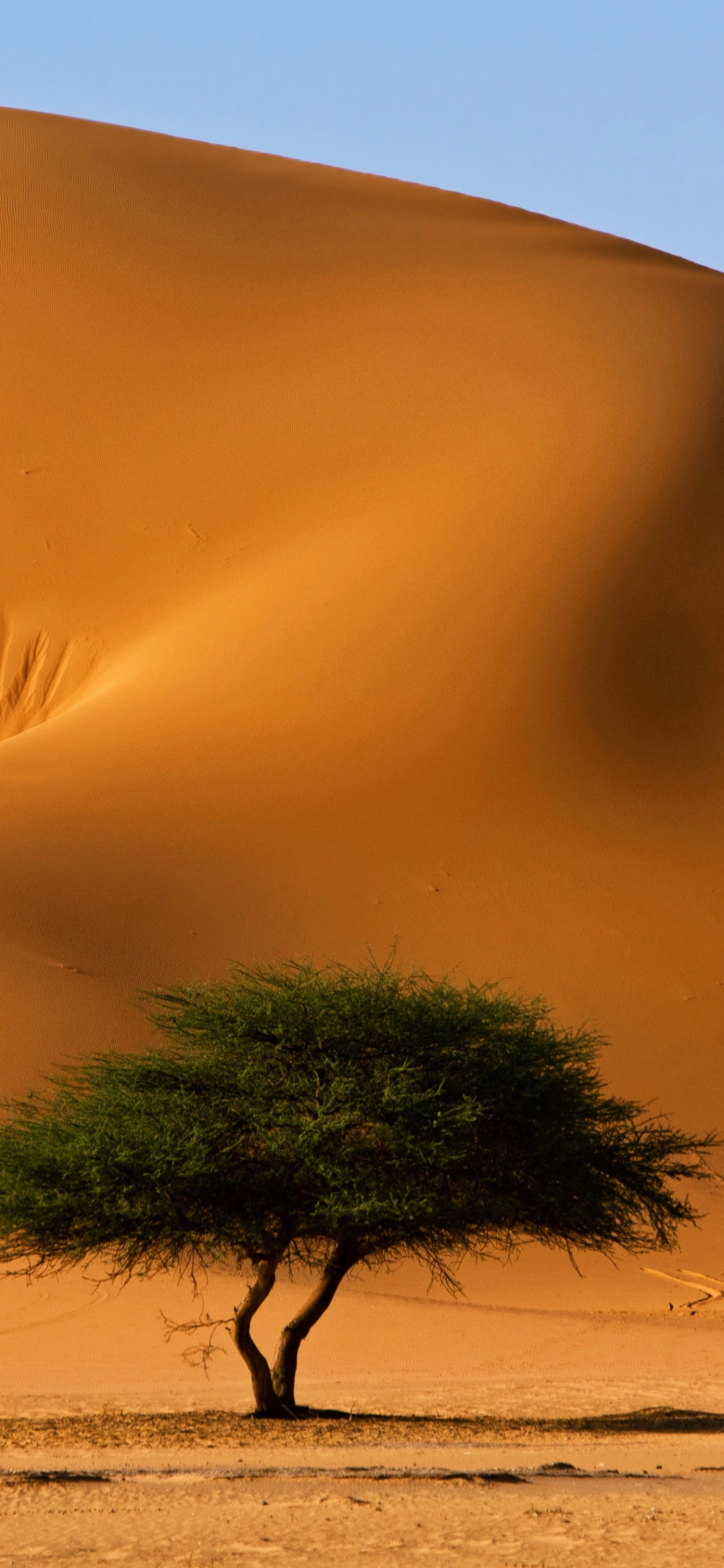 Download mobile wallpaper Sand, Desert, Tree, Earth, Sahara, Africa, Algeria, Tassili N'ajjer for free.