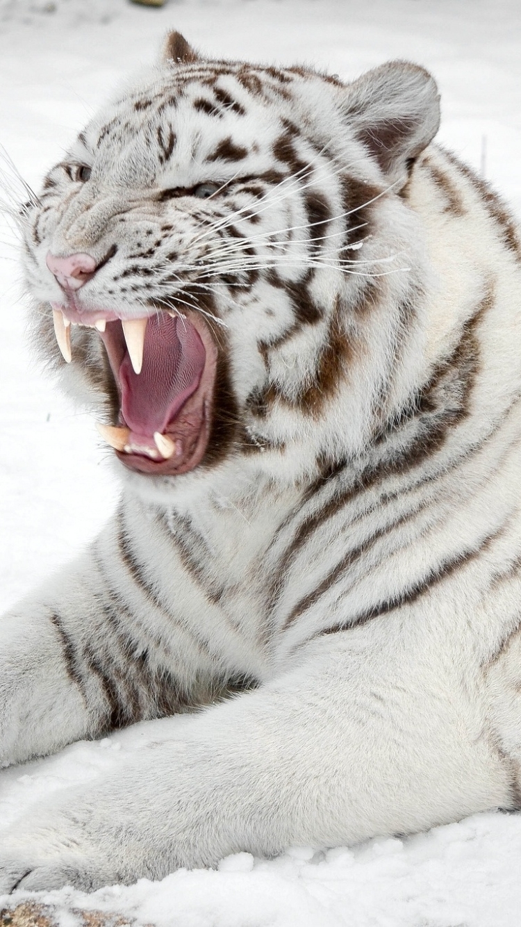 Baixar papel de parede para celular de Animais, Gatos, Tigre Branco gratuito.