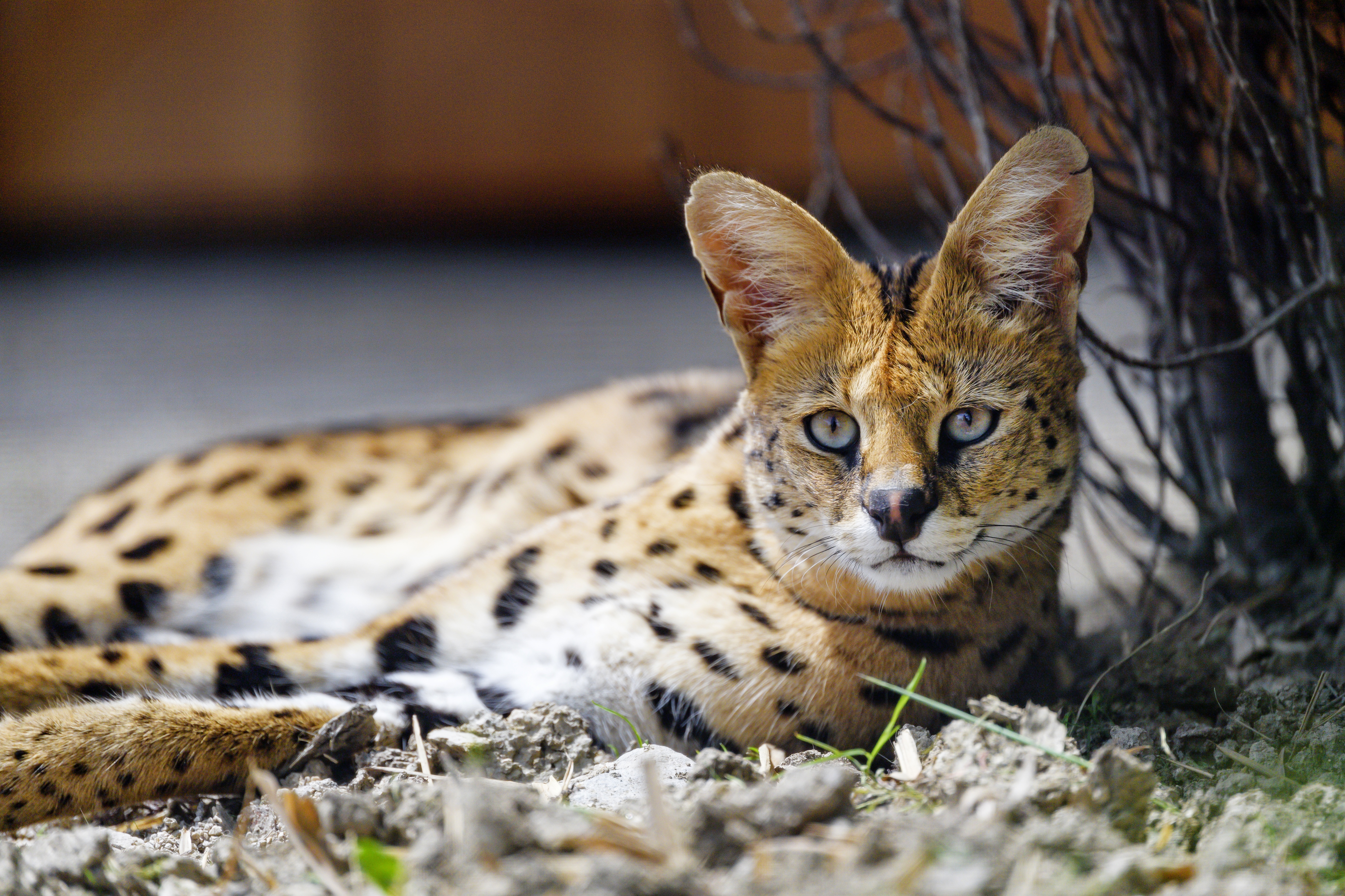 487488 Hintergrundbild herunterladen tiere, serval, katzen - Bildschirmschoner und Bilder kostenlos
