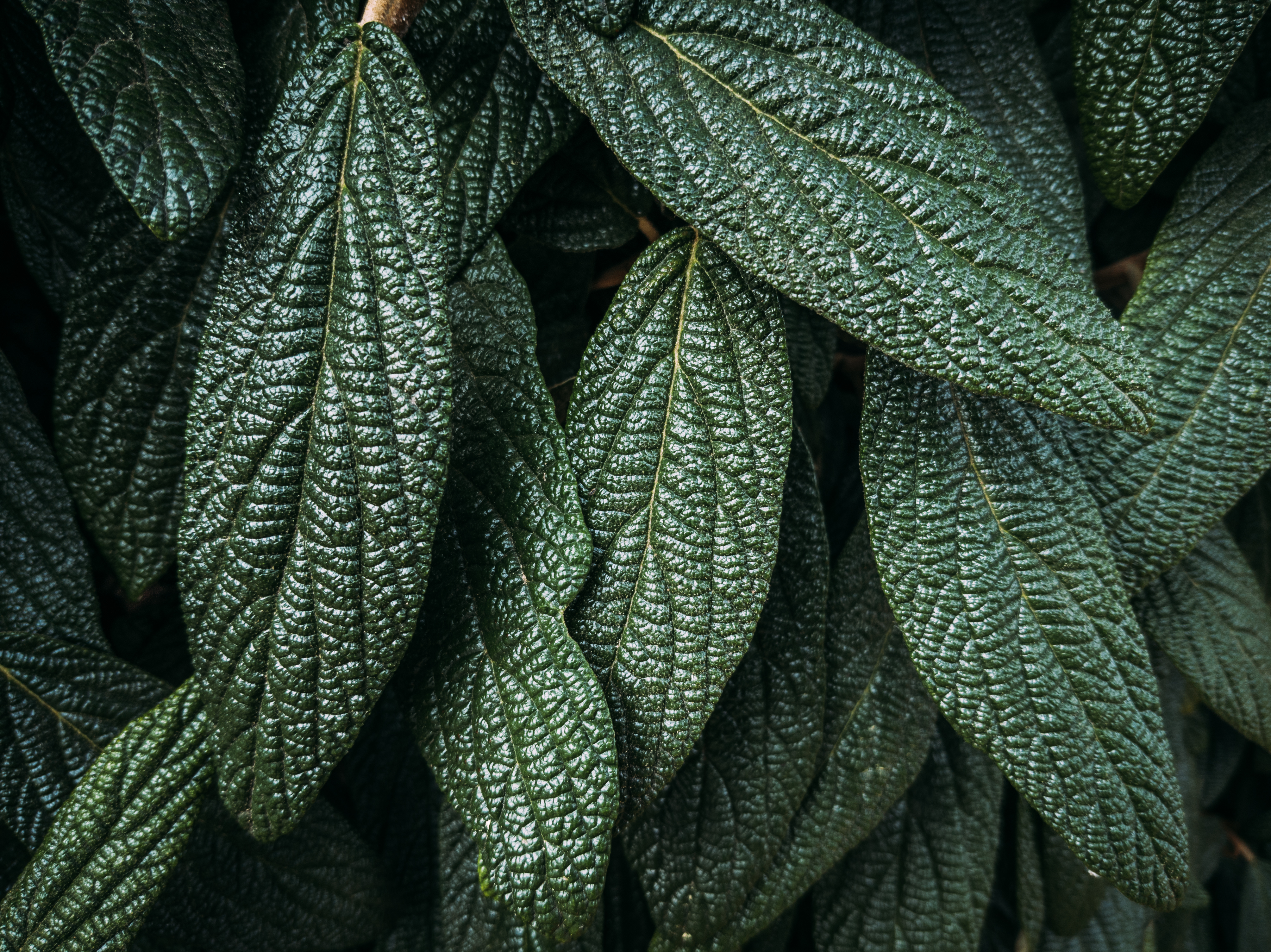 Download mobile wallpaper Plant, Leaves, Macro, Surface for free.