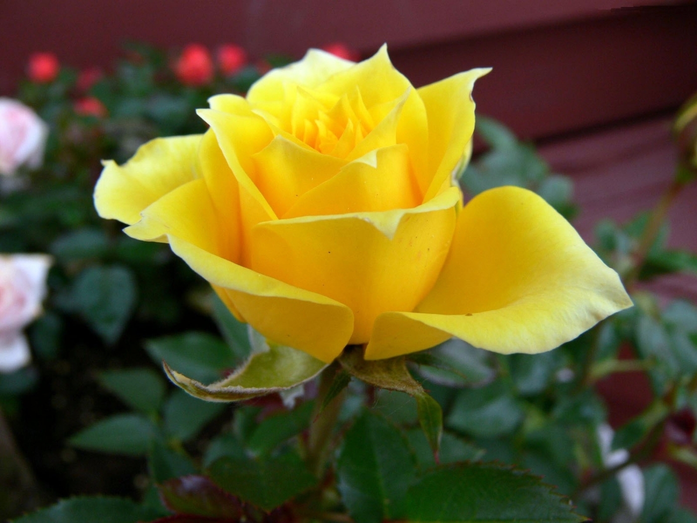 42686 Hintergrundbild herunterladen roses, pflanzen, blumen, gelb - Bildschirmschoner und Bilder kostenlos