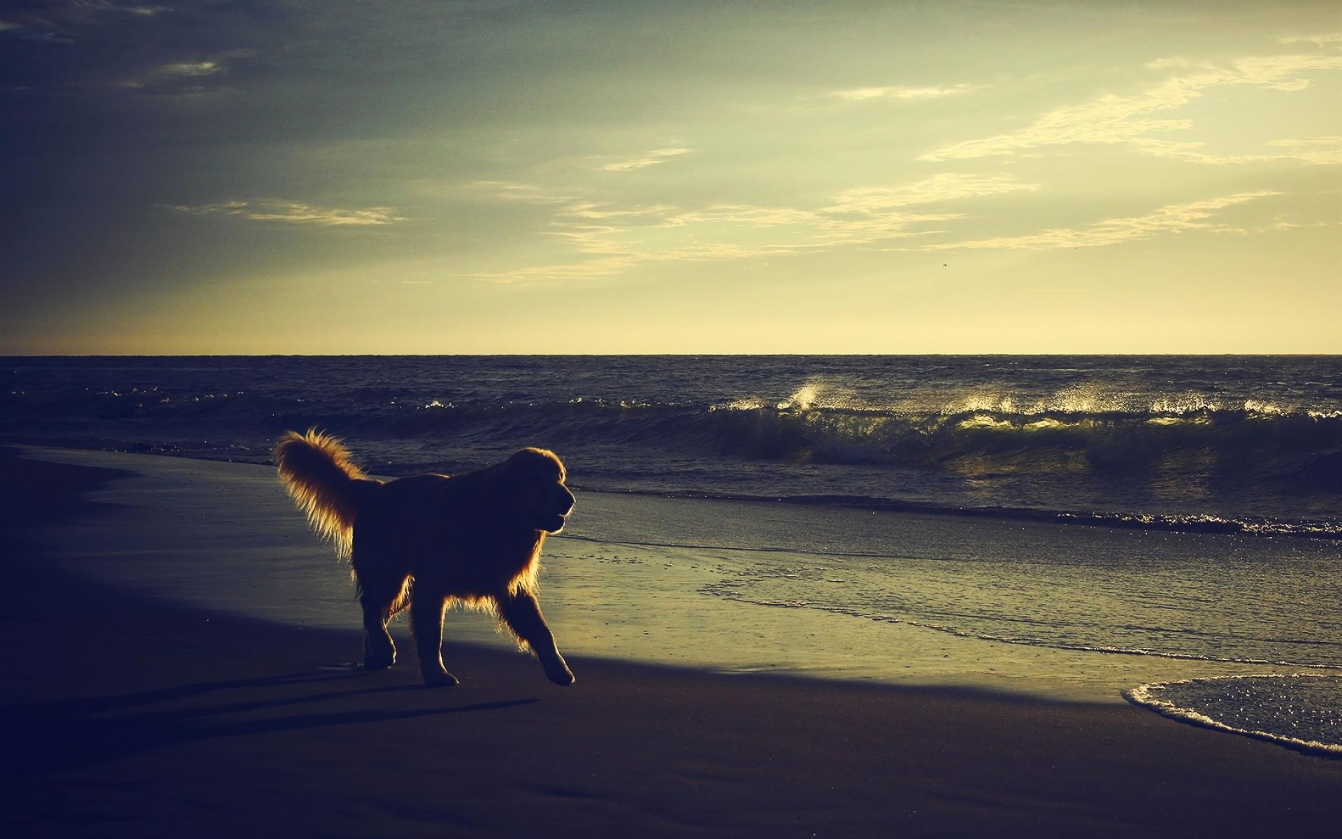 Laden Sie das Tiere, Hunde, Strand, Horizont, Silhouette, Hund, Ozean, Meer-Bild kostenlos auf Ihren PC-Desktop herunter