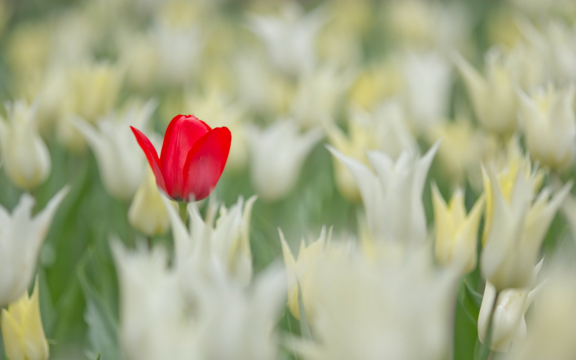 Descarga gratuita de fondo de pantalla para móvil de Tulipán, Flores, Fotografía, Naturaleza, Flor, Tierra/naturaleza.