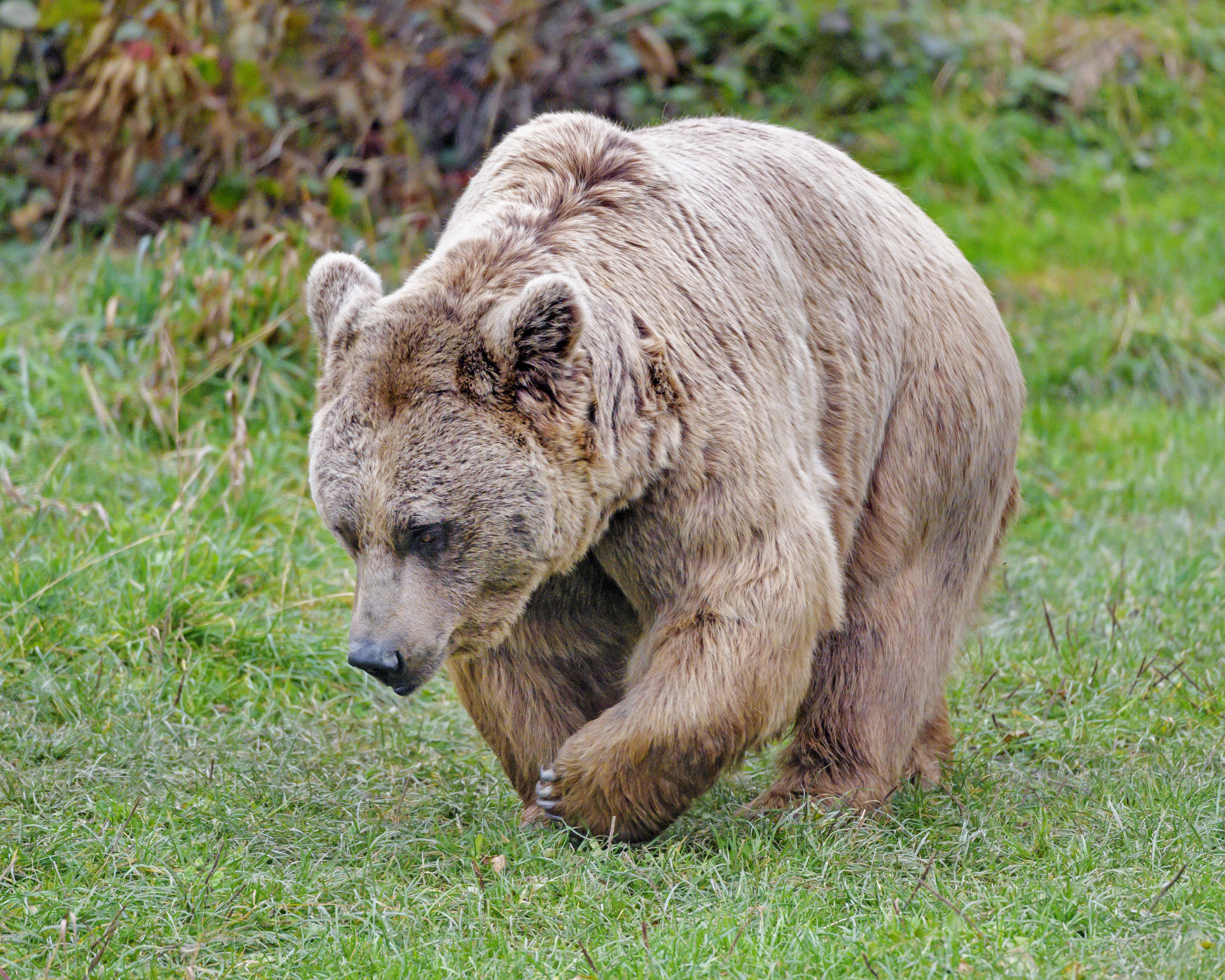 64181 скачать обои медведь, животные, коричневый, животное, дикий, бурый медведь - заставки и картинки бесплатно