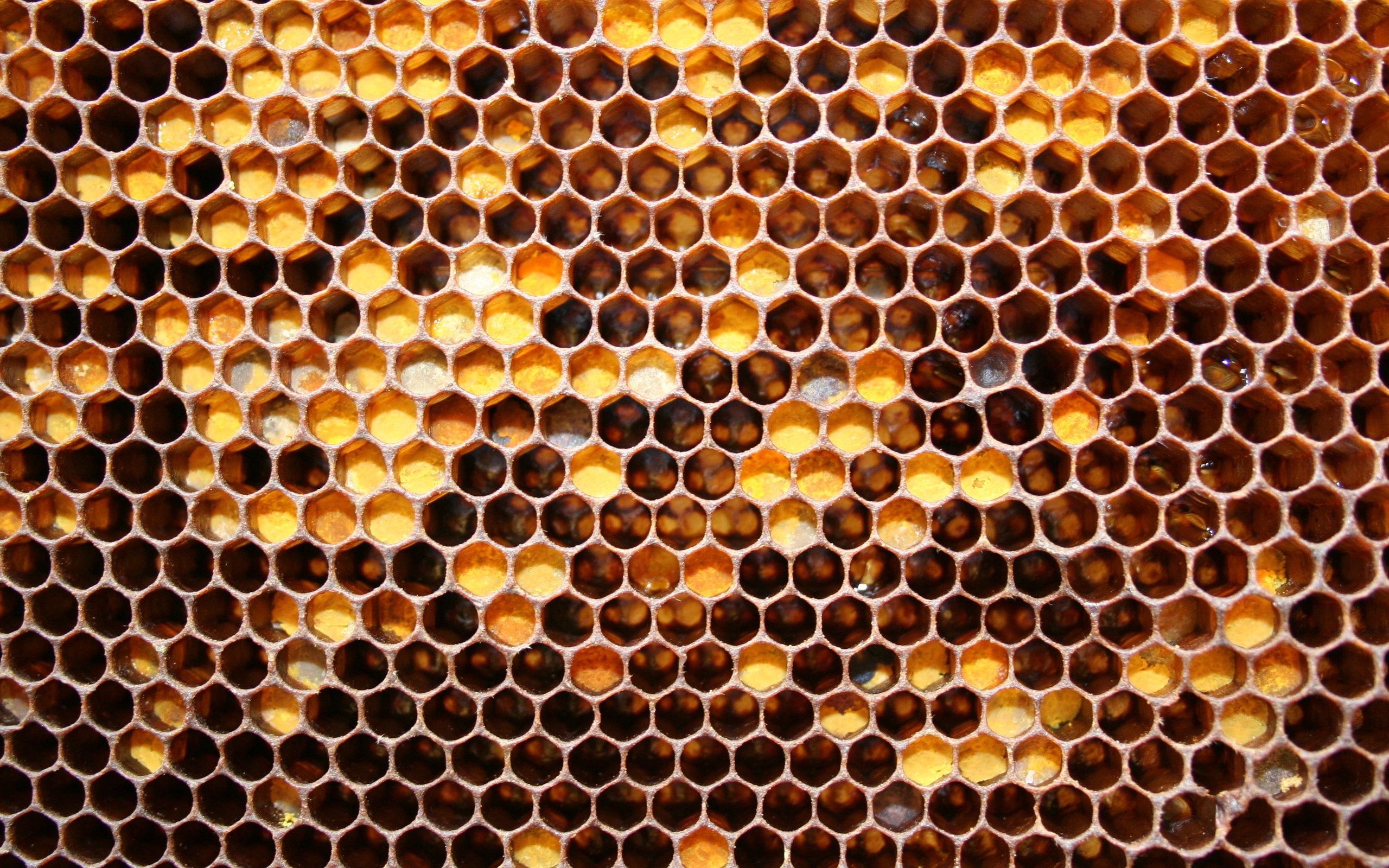 macro, honey, holes, honeycomb