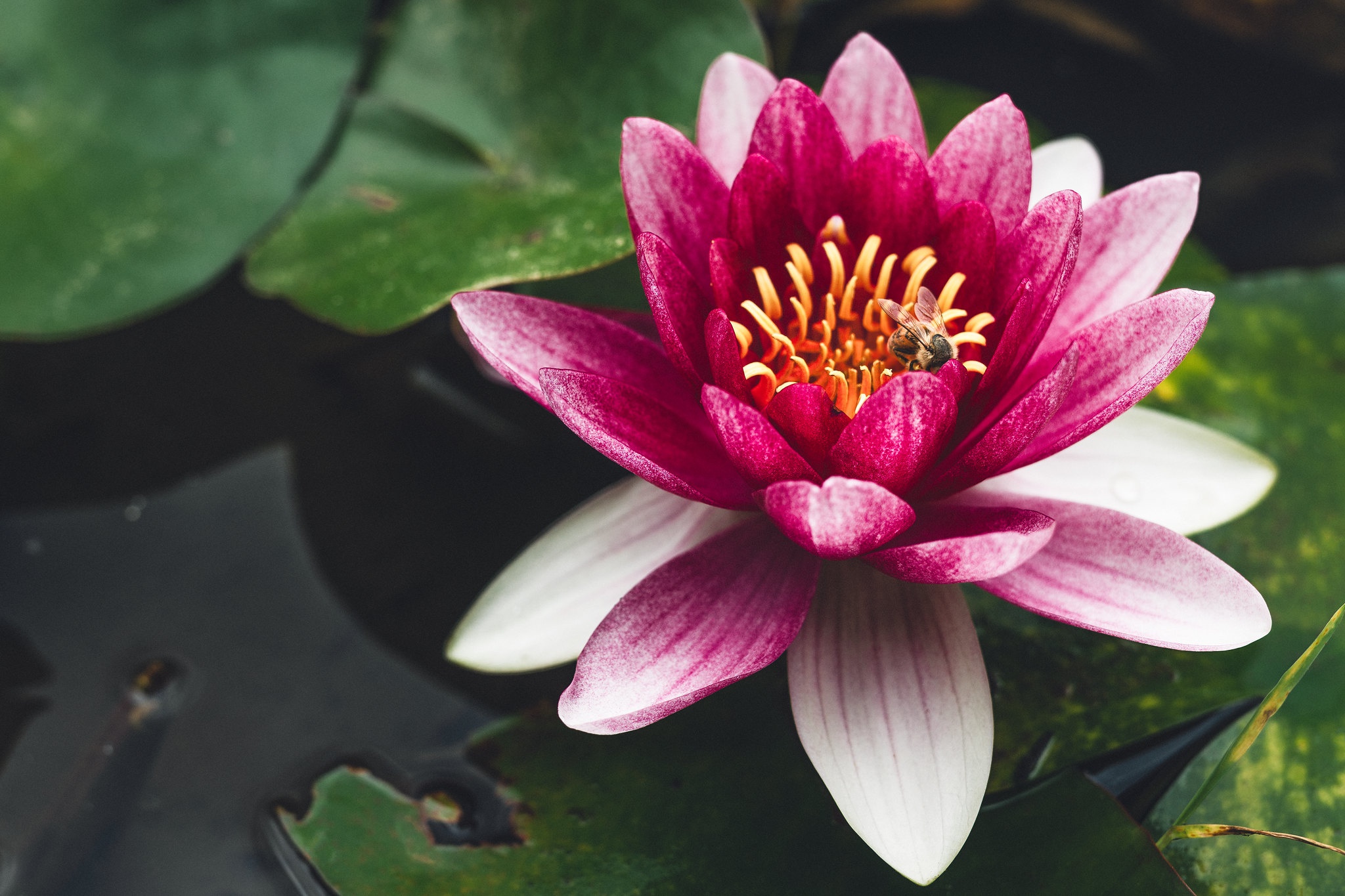 Download mobile wallpaper Flowers, Flower, Macro, Earth, Water Lily, Pink Flower for free.