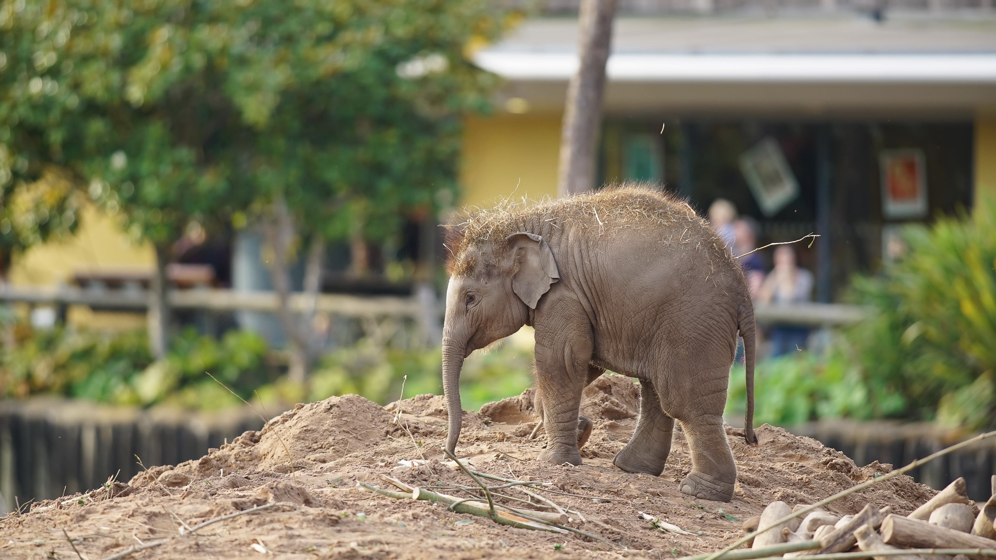 Laden Sie das Tiere, Elefanten, Tierbaby, Asiatischer Elefant-Bild kostenlos auf Ihren PC-Desktop herunter