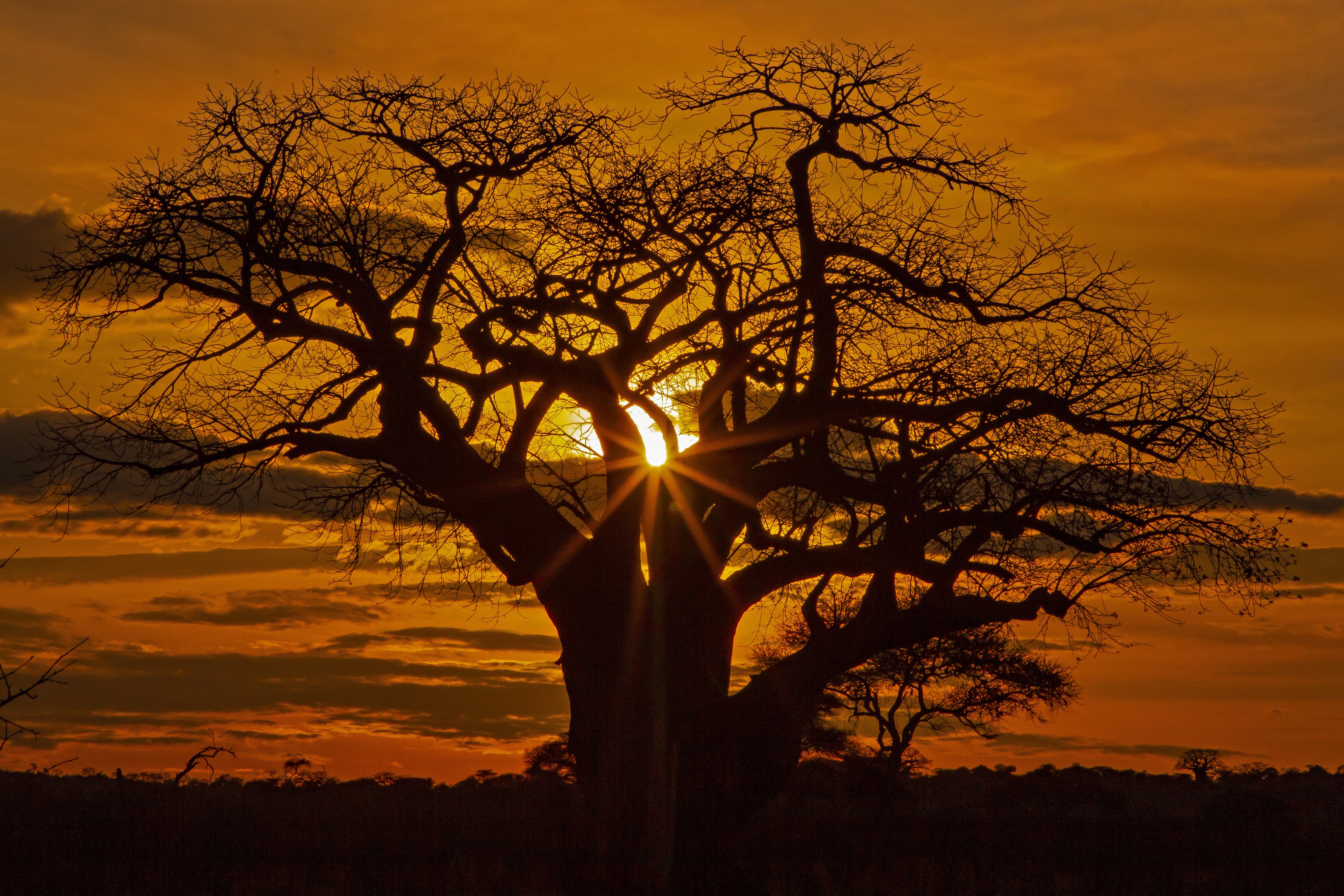 Laden Sie das Silhouette, Baum, Afrika, Sonnenuntergang, Sonnenstrahl, Erde/natur, Savanne-Bild kostenlos auf Ihren PC-Desktop herunter