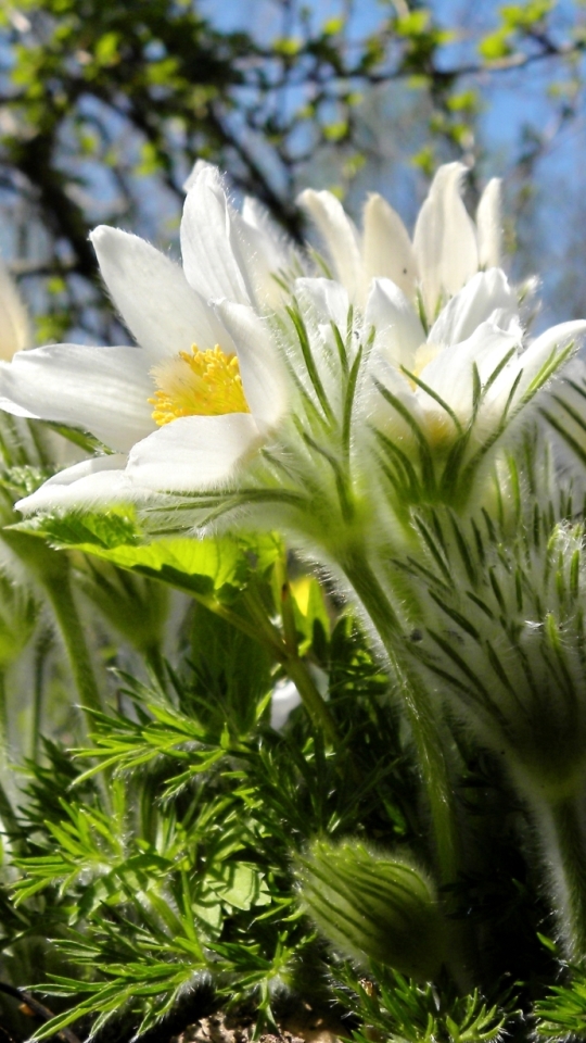 無料モバイル壁紙自然, フラワーズ, 花, 閉じる, 地球, 春, アネモネ, 白い花をダウンロードします。
