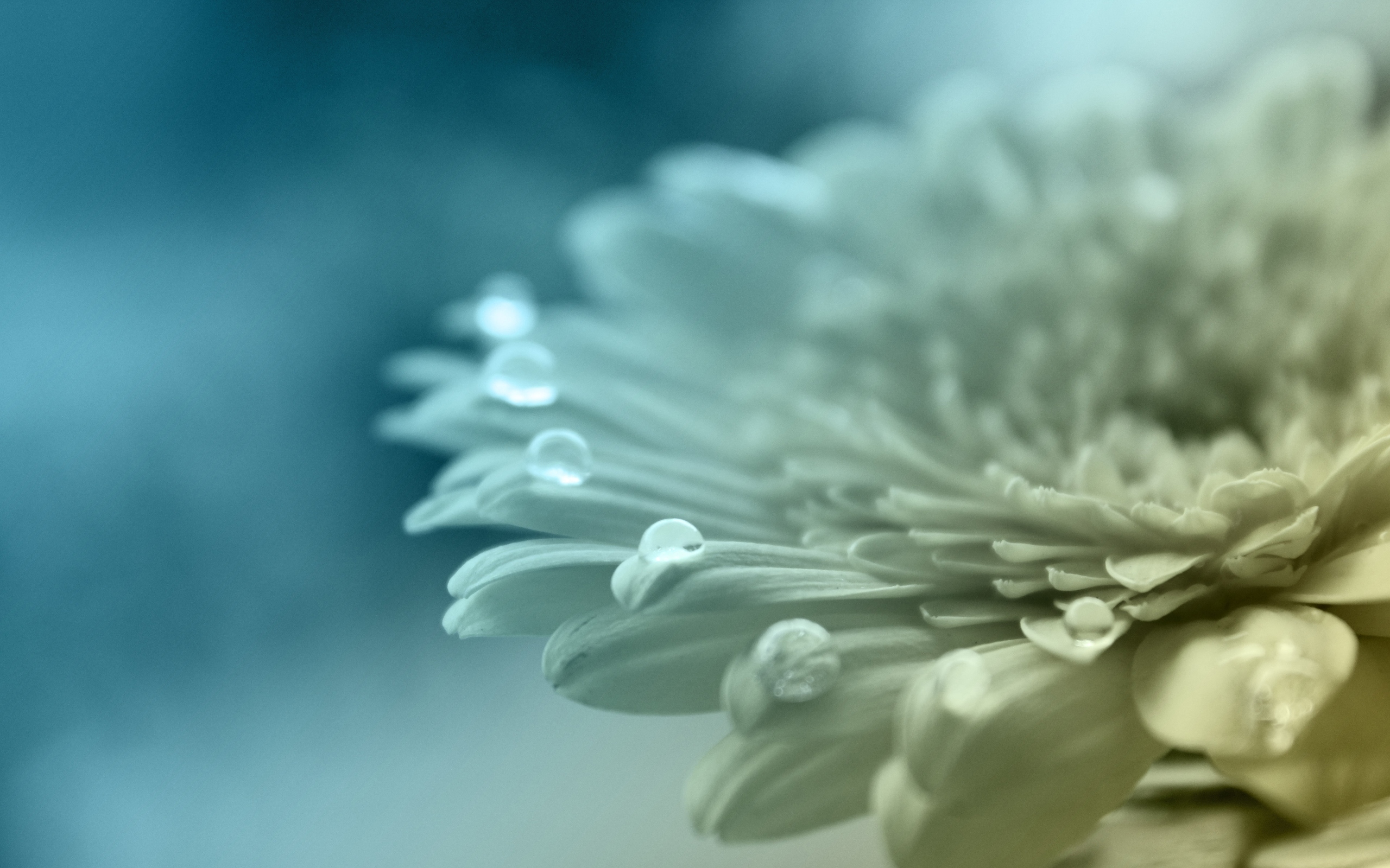 Téléchargez gratuitement l'image Fleurs, Fleur, Terre/nature sur le bureau de votre PC