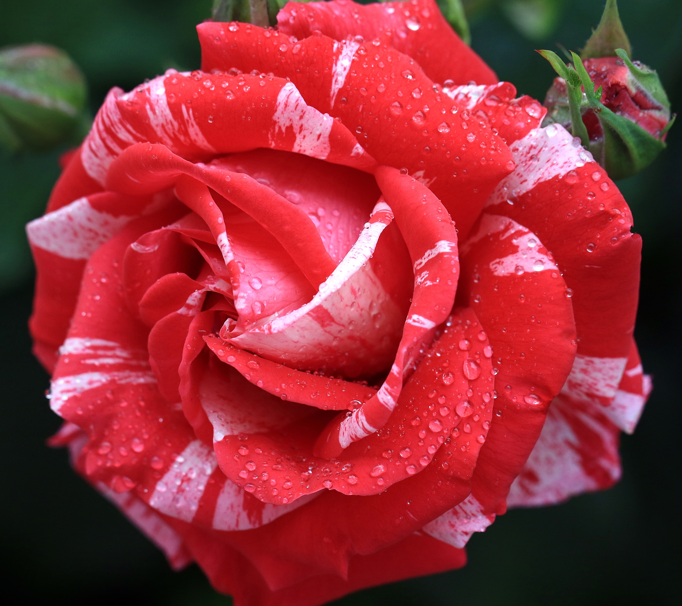 PCデスクトップに自然, フラワーズ, 花, 薔薇, つぼみ, 地球, 赤いバラ, 水滴画像を無料でダウンロード