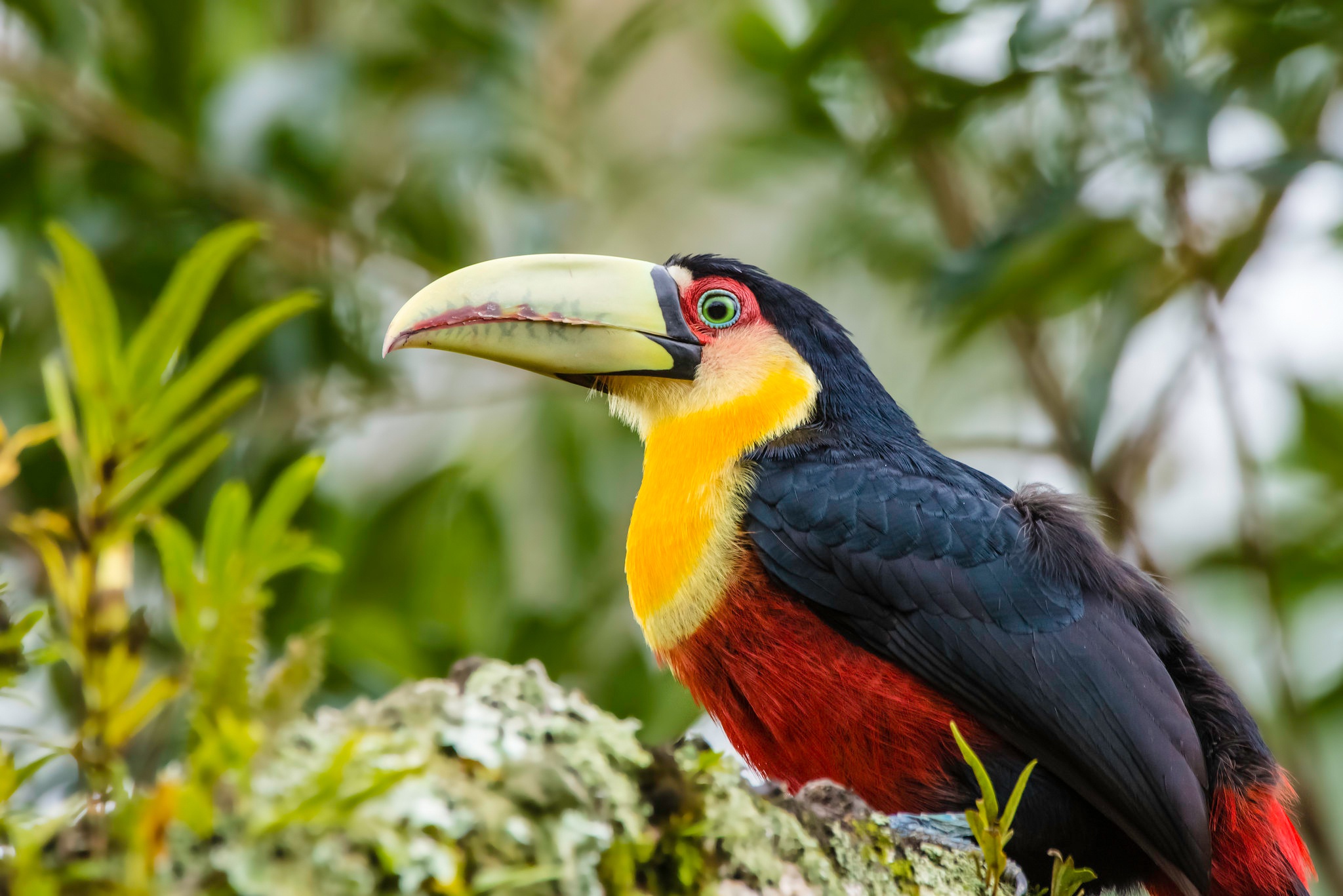 Téléchargez des papiers peints mobile Animaux, Oiseau, Toucan, Des Oiseaux gratuitement.