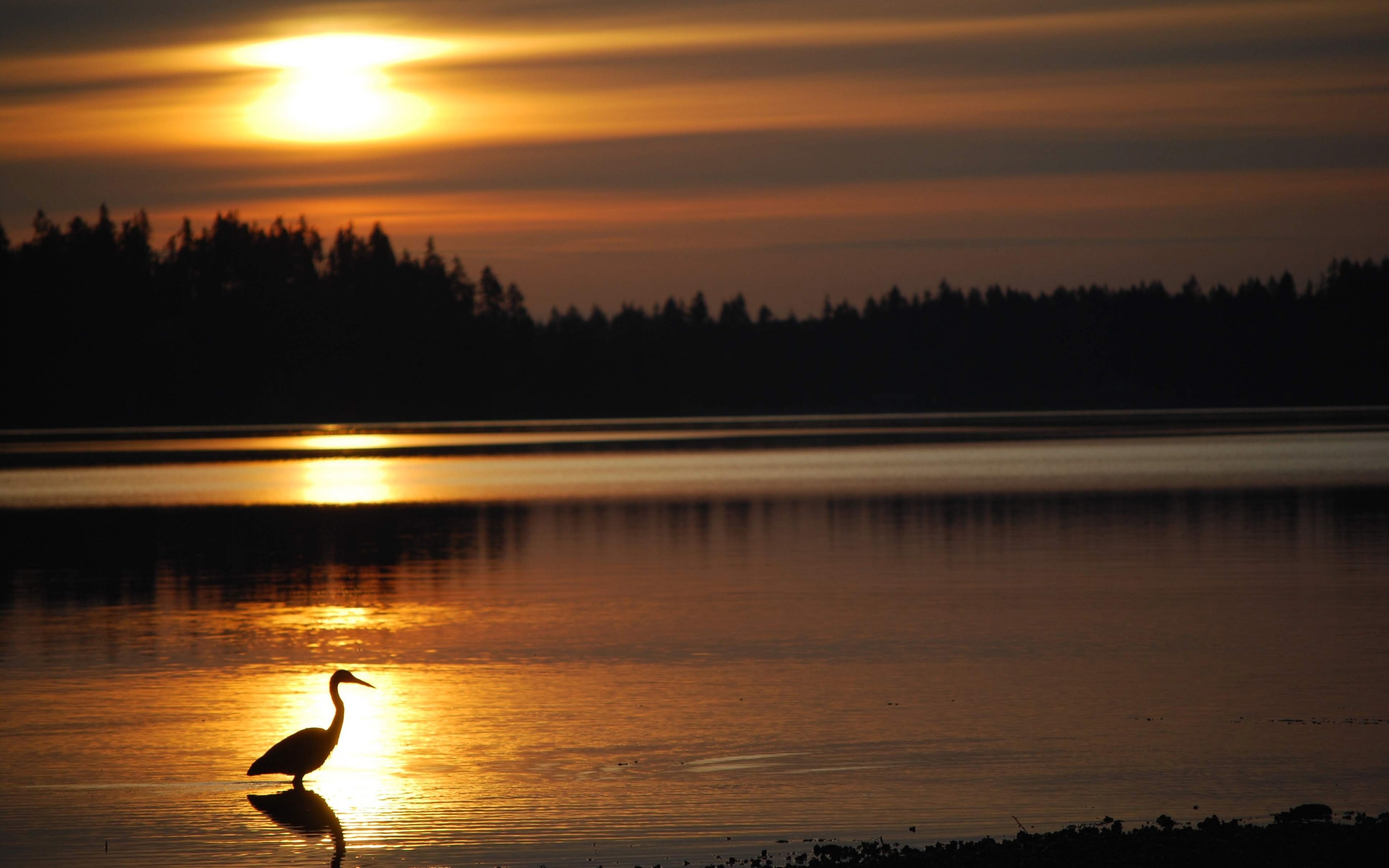 Laden Sie das Tiere, Vögel, Reiher, Vogel, Sonnenuntergang-Bild kostenlos auf Ihren PC-Desktop herunter