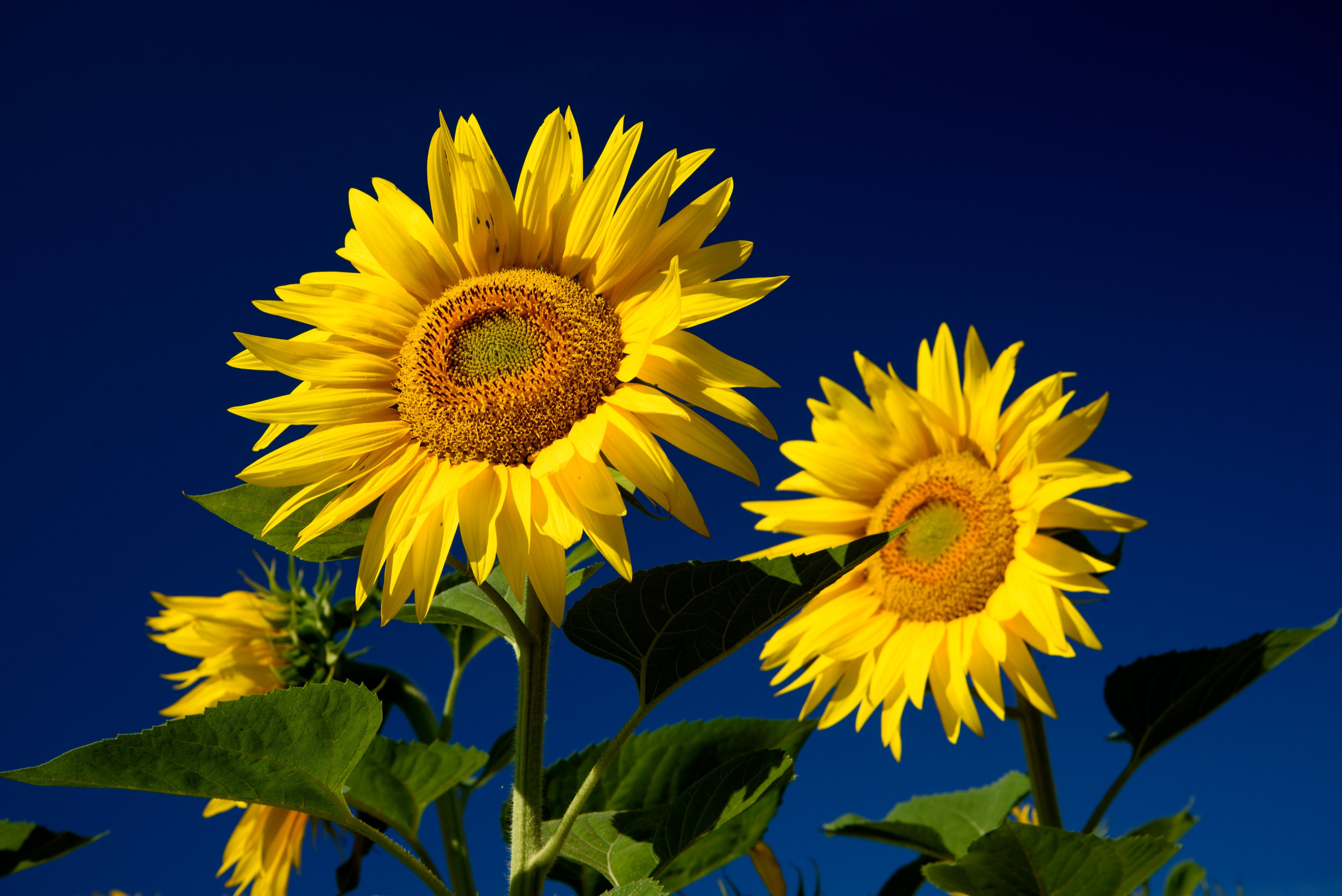 Download mobile wallpaper Flowers, Sky, Earth, Sunflower for free.