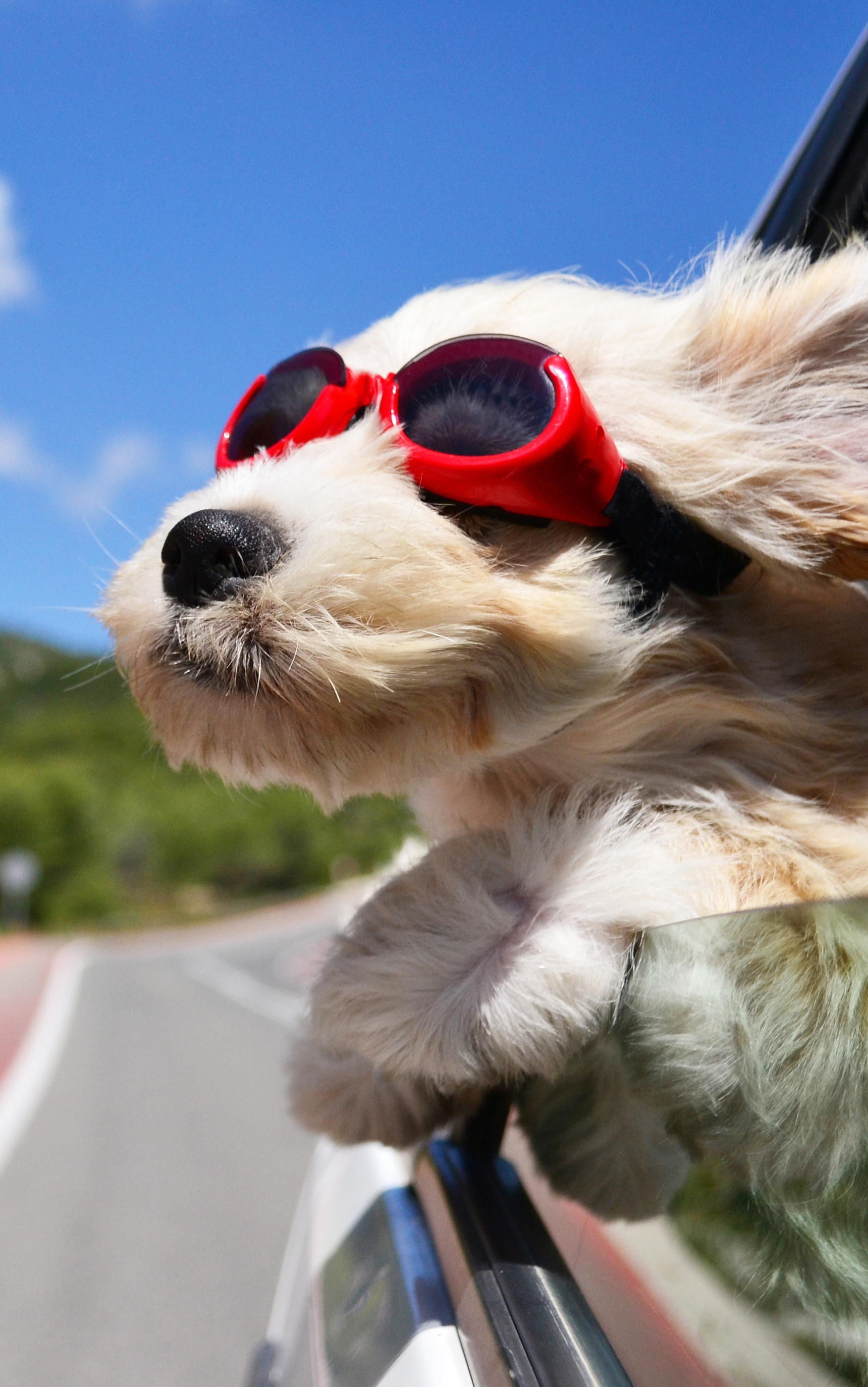 Handy-Wallpaper Tiere, Hunde, Hund, Brille kostenlos herunterladen.