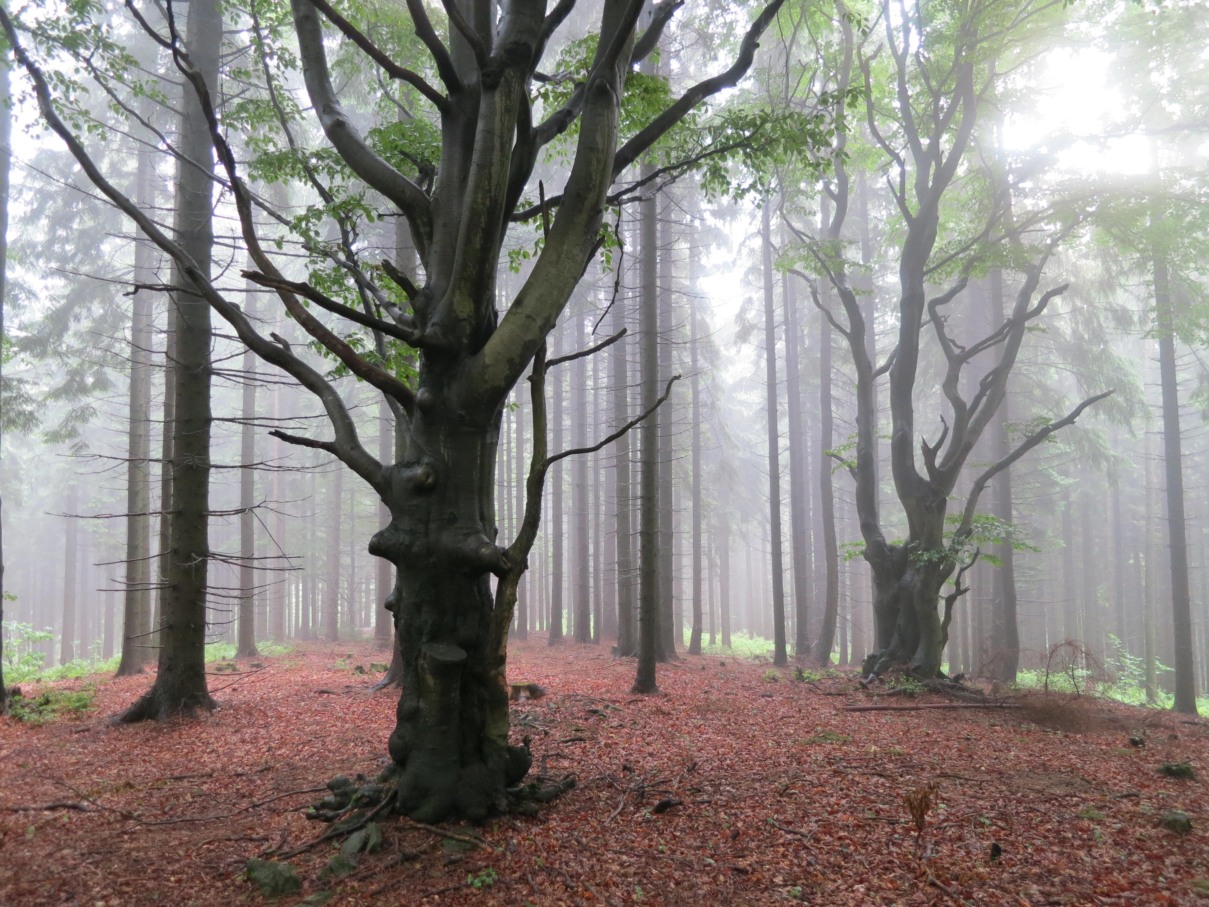 Laden Sie das Holz, Baum, Laub, Natur, Herbst-Bild kostenlos auf Ihren PC-Desktop herunter