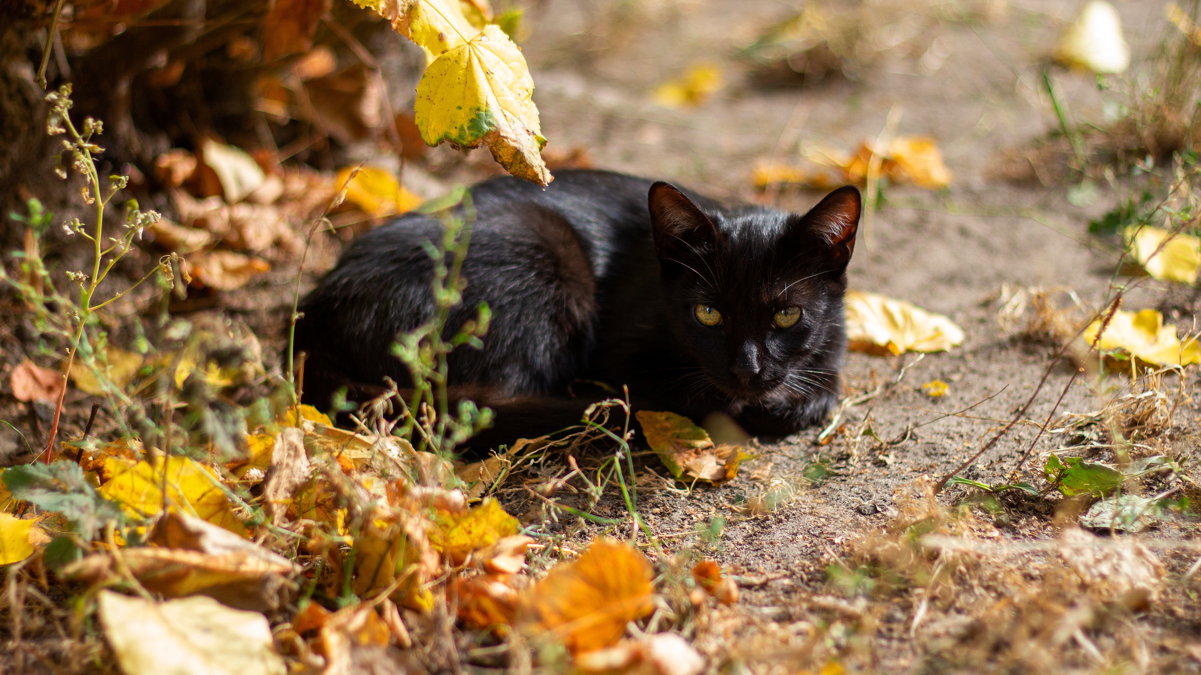 PCデスクトップに動物, 秋, 葉, ネコ, 猫画像を無料でダウンロード