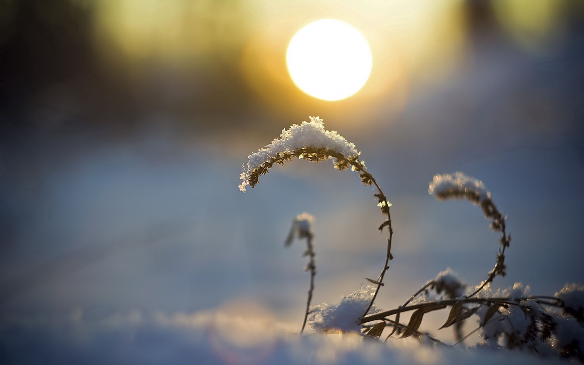sun, sunset, nature, snow, disk, blade of grass, blade 5K