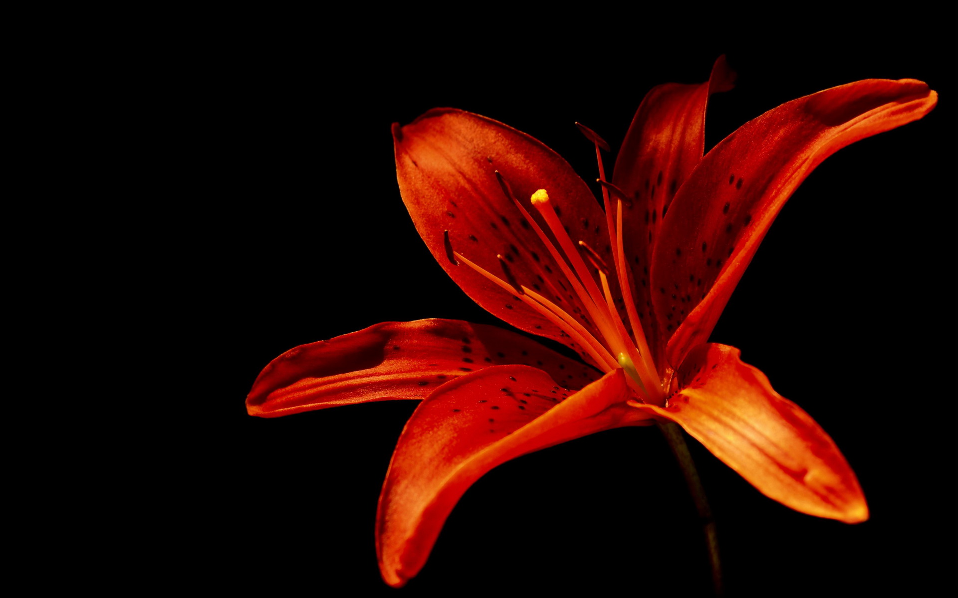 Download mobile wallpaper Lily, Flowers, Flower, Earth for free.