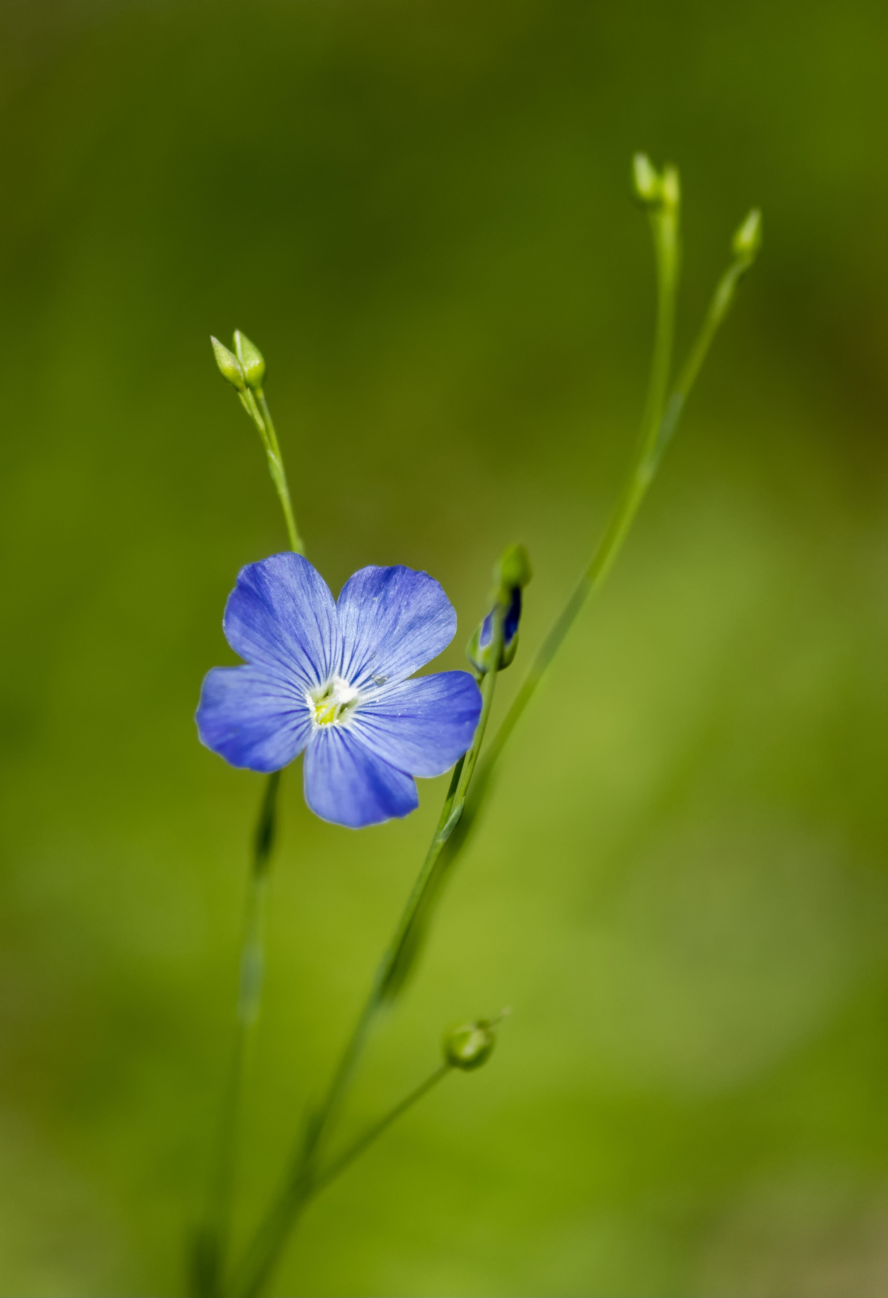 flax, flowers, bloom, blue, flower, macro, flowering, linen