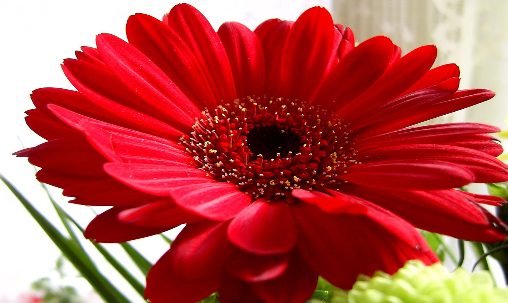 Handy-Wallpaper Blumen, Gerbera, Blume, Rote Blume, Erde/natur kostenlos herunterladen.