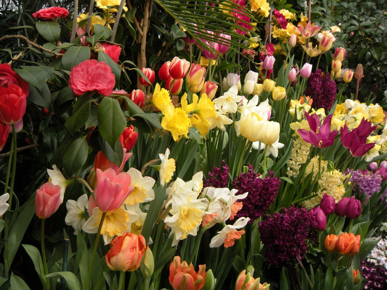 90230 télécharger l'image source, fleurs, tulipes, narcisses, hyacinth, légumes verts, verdure, parterre de fleurs, parterre, printemps - fonds d'écran et économiseurs d'écran gratuits