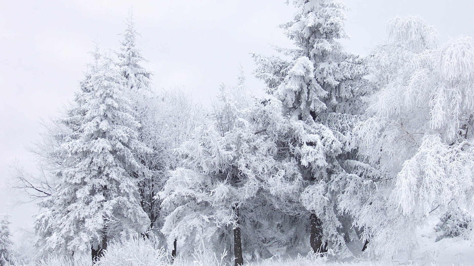 Handy-Wallpaper Winter, Erde/natur kostenlos herunterladen.