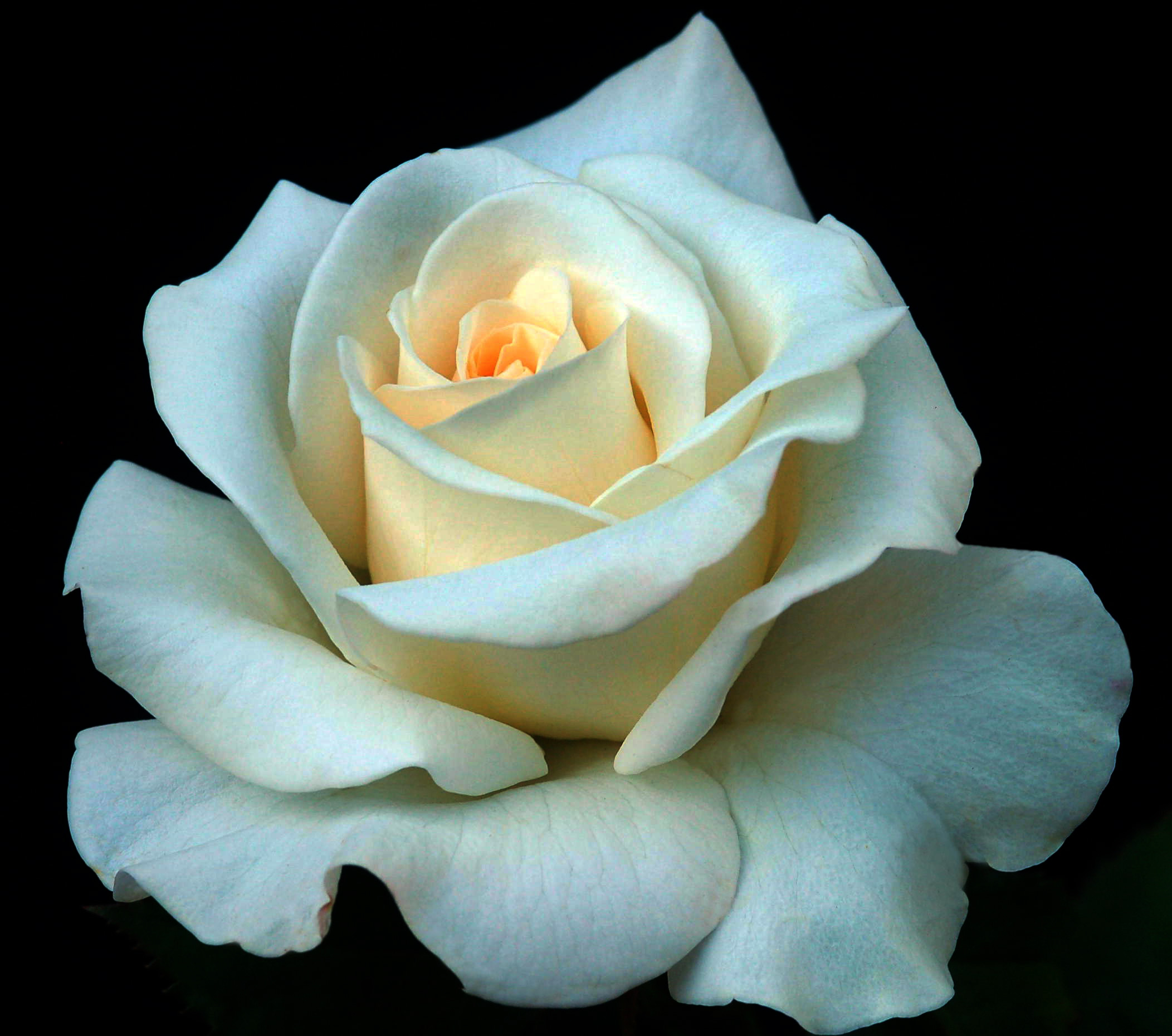 Скачать картинку Цветок, Роза, Крупный План, Белый Цветок, Земля/природа, Флауэрсы в телефон бесплатно.