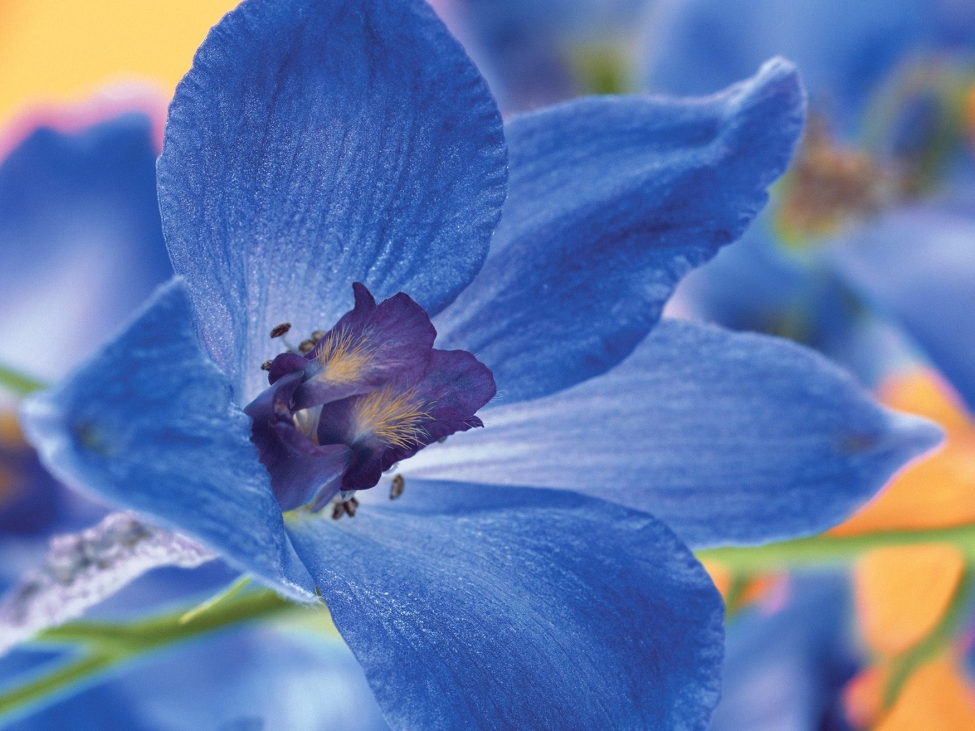 40611 скачать картинку растения, цветы, синие - обои и заставки бесплатно
