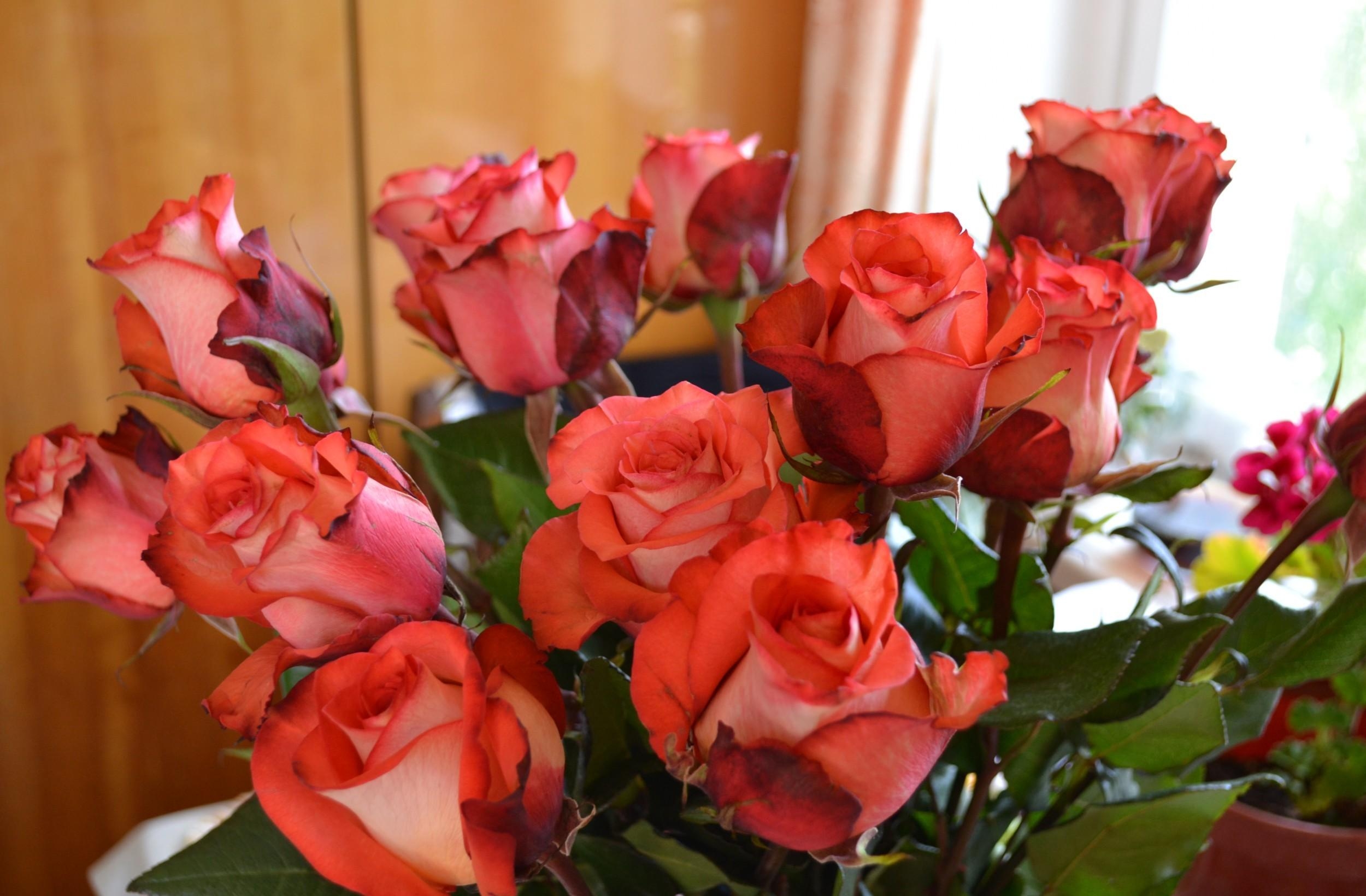 Laden Sie das Strauß, Roses, Bouquet, Knospen, Blumen-Bild kostenlos auf Ihren PC-Desktop herunter