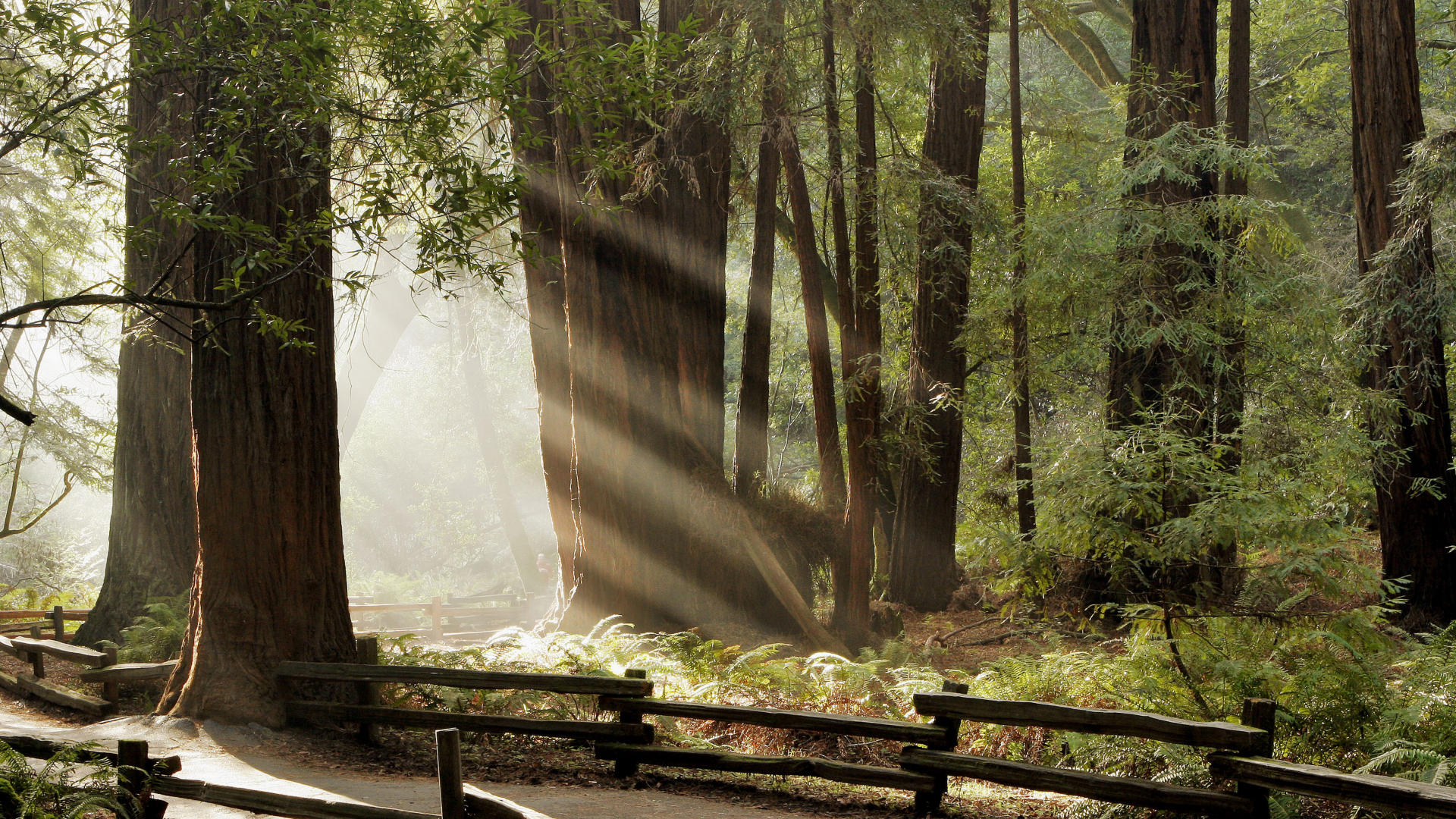 Handy-Wallpaper Wald, Erde/natur kostenlos herunterladen.