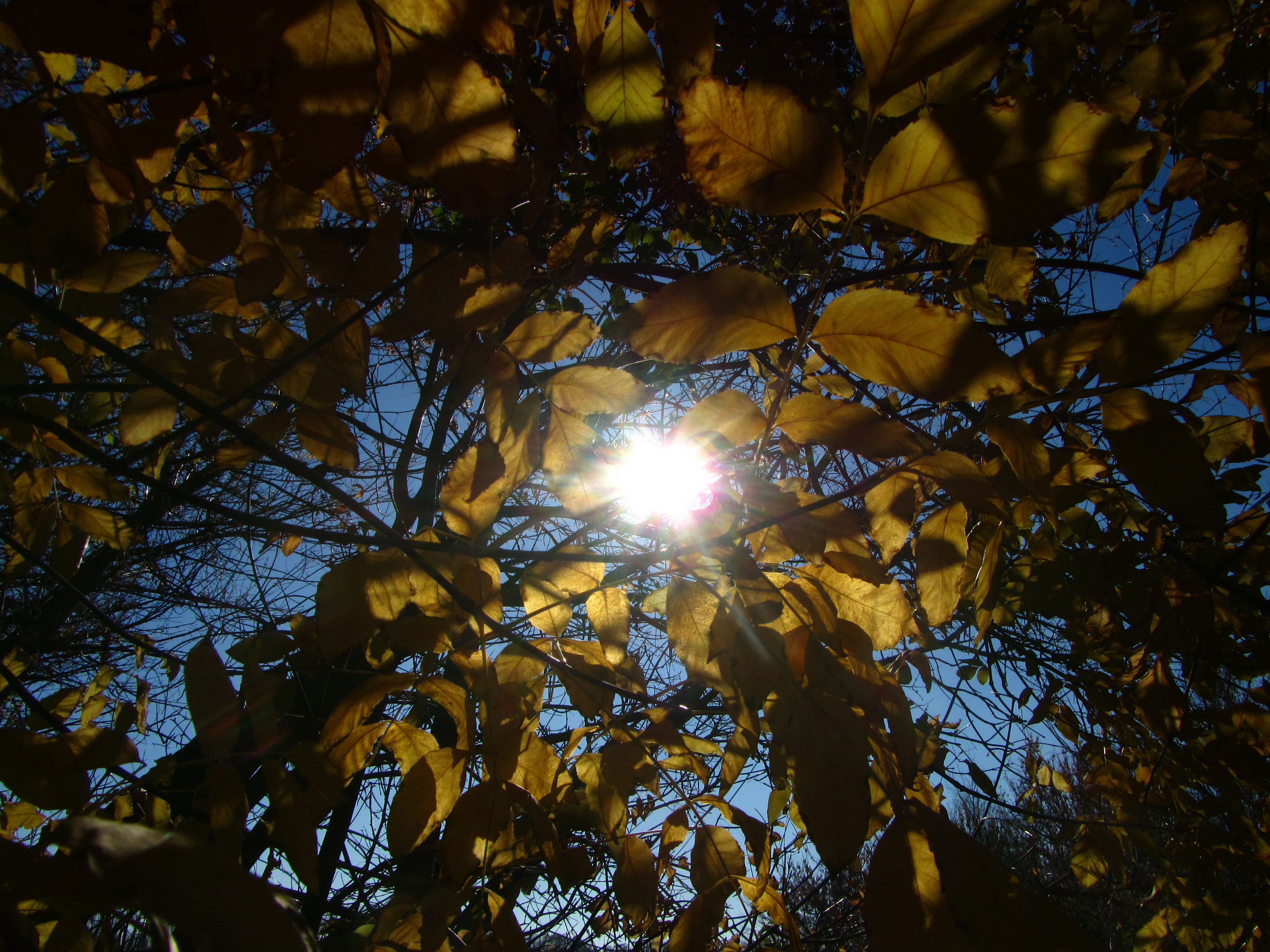 Téléchargez des papiers peints mobile Rayon De Soleil, Terre/nature gratuitement.