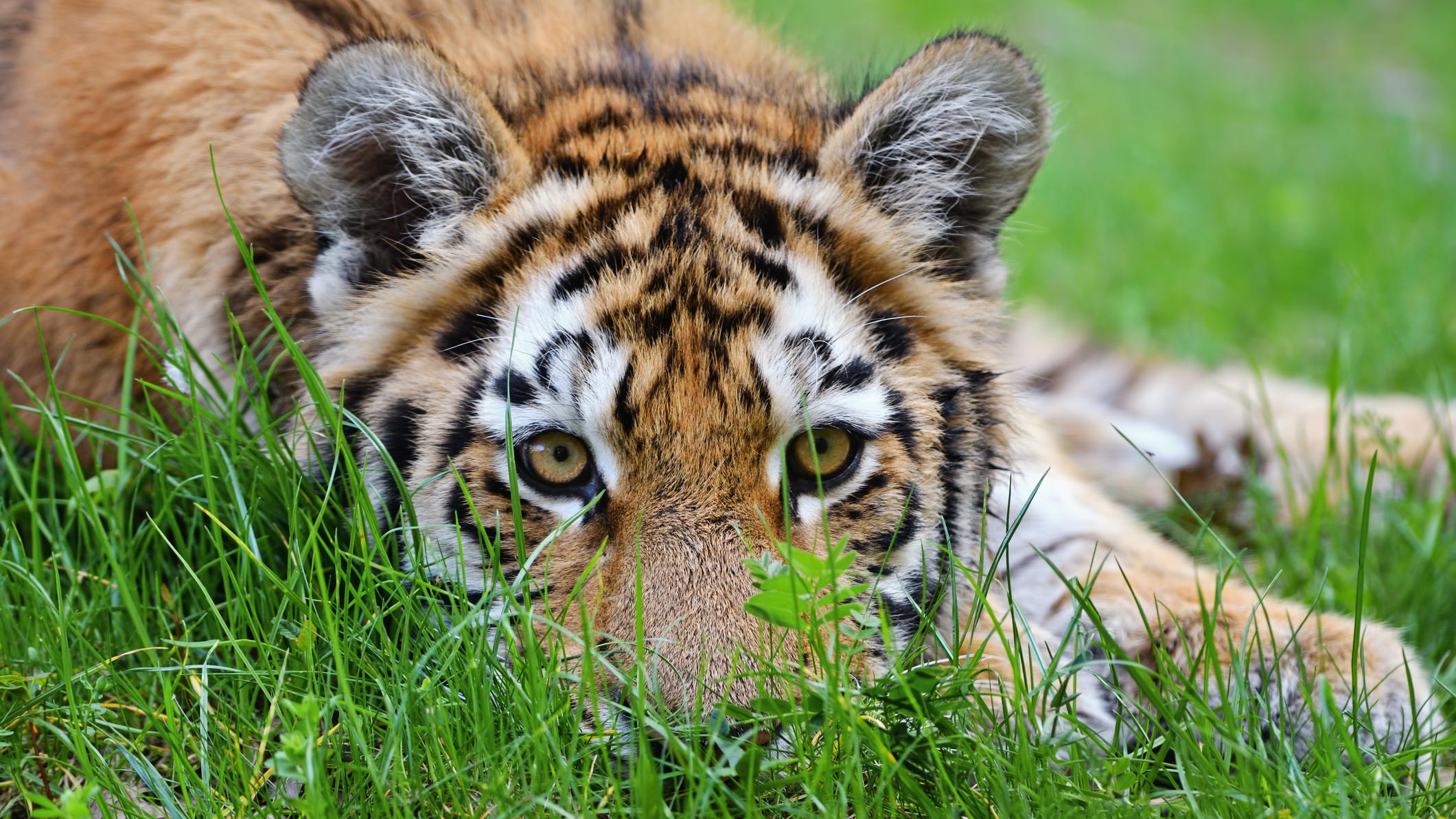 Descarga gratis la imagen Animales, Gatos, Tigre, Mirar Fijamente en el escritorio de tu PC