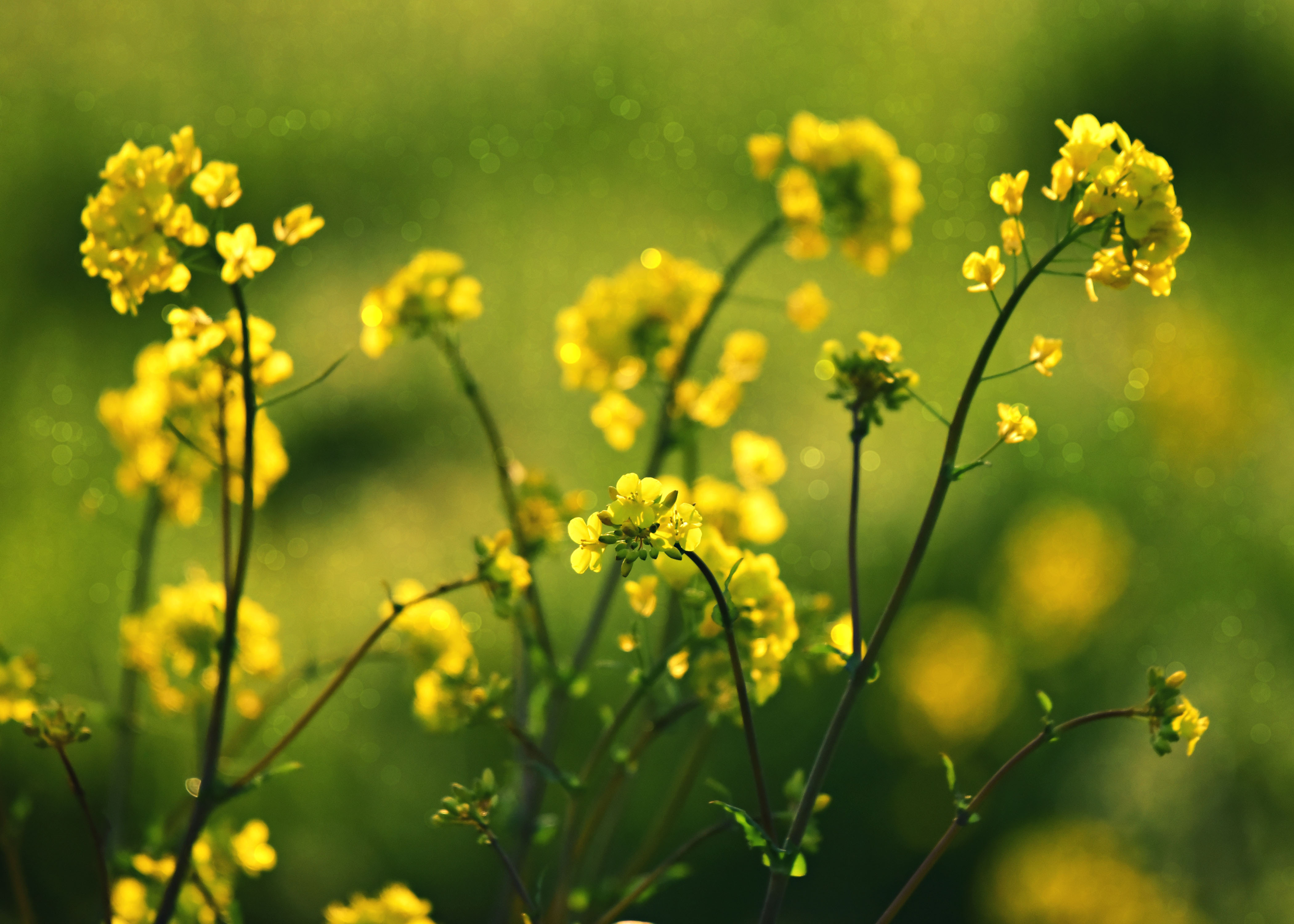 Téléchargez gratuitement l'image Fleurs, Fleur, Fleur Jaune, Terre/nature sur le bureau de votre PC