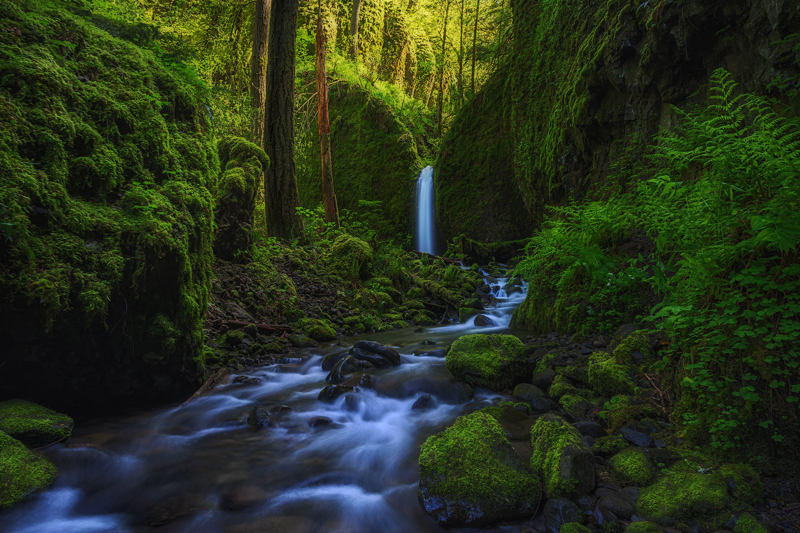 Laden Sie das Wasserfälle, Farne, Wasserfall, Wald, Baum, Moos, Erde/natur-Bild kostenlos auf Ihren PC-Desktop herunter
