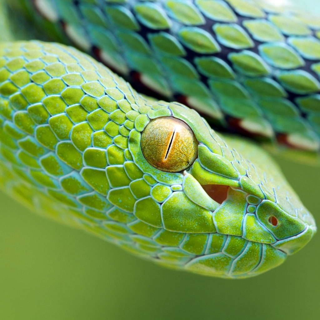 Téléchargez des papiers peints mobile Animaux, Serpent, Reptiles gratuitement.
