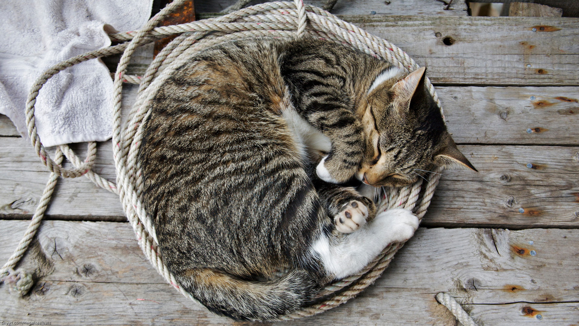 Baixe gratuitamente a imagem Animais, Gato, Dormindo na área de trabalho do seu PC