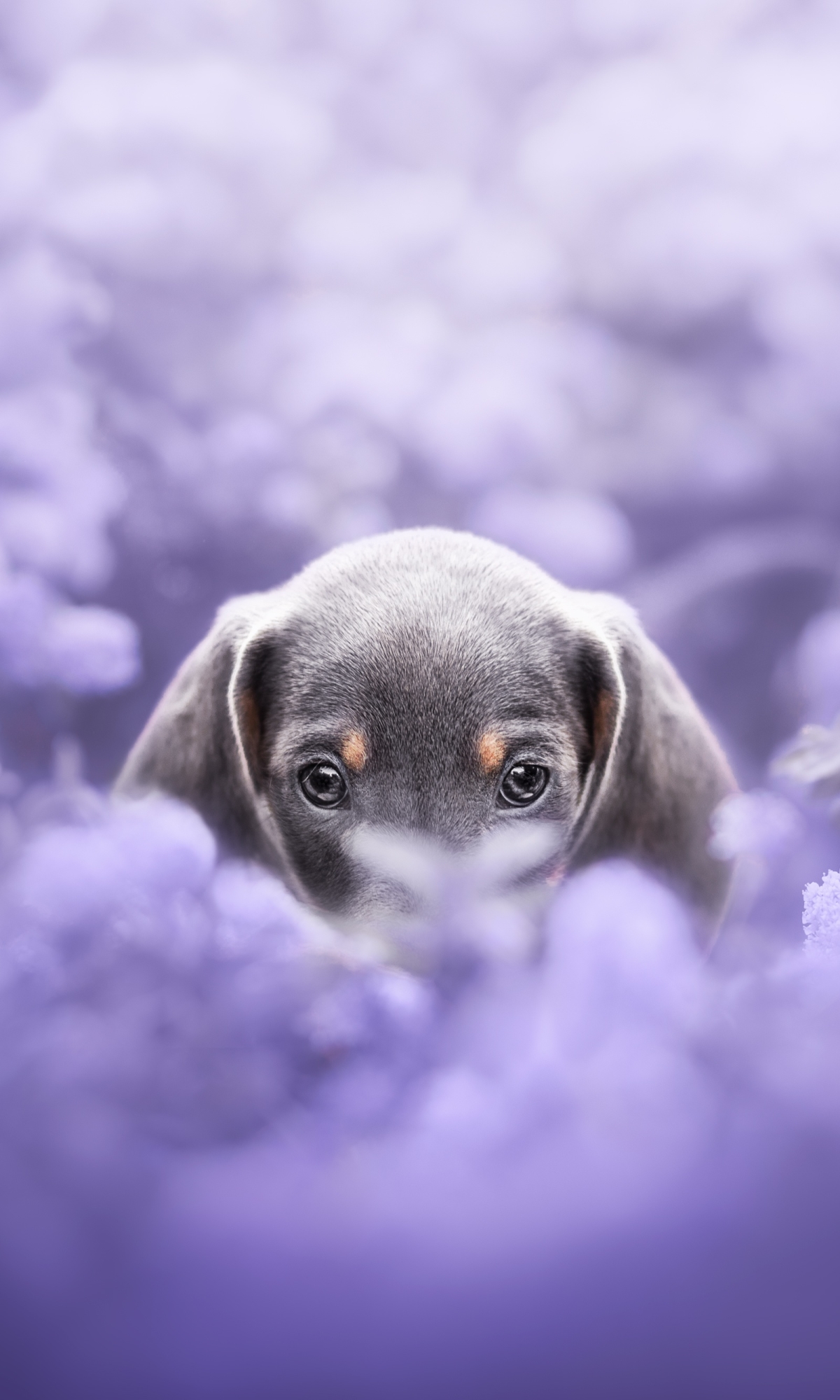Download mobile wallpaper Dogs, Dog, Animal, Puppy, Dachshund, Baby Animal for free.